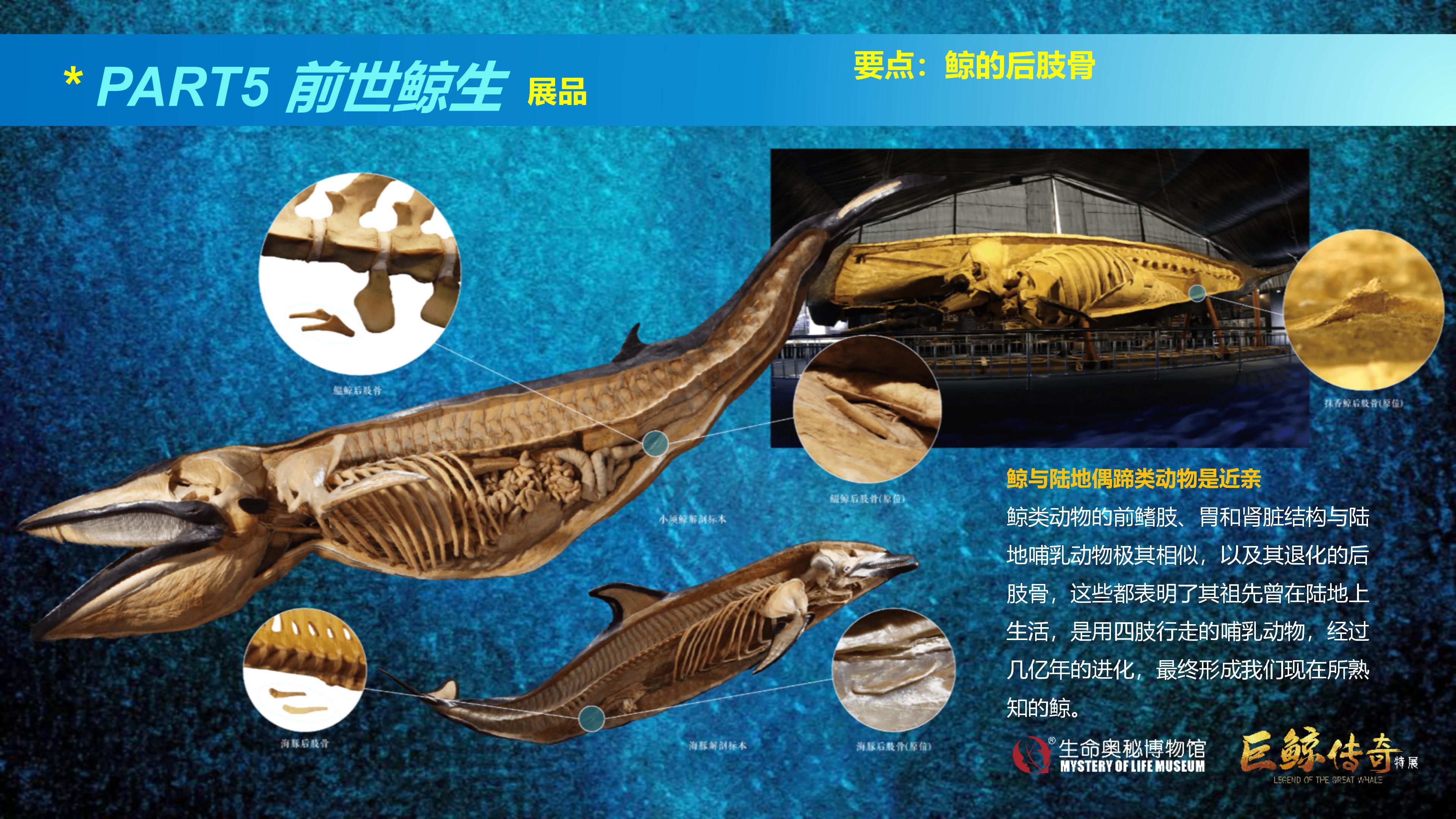巨鲸传奇展览推介资料2020.11.09_62.jpg