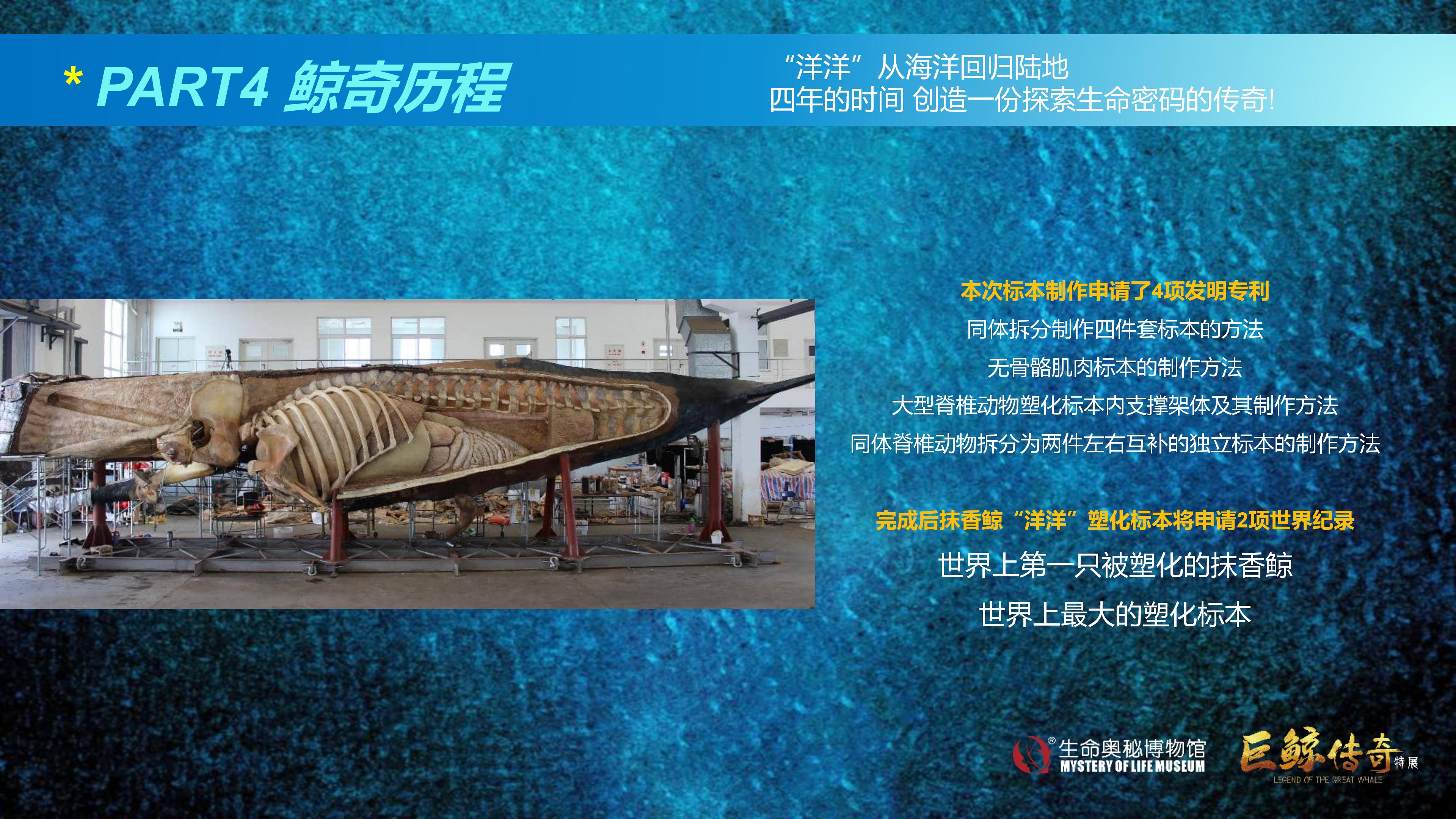 巨鲸传奇展览推介资料2020.11.09_59.jpg
