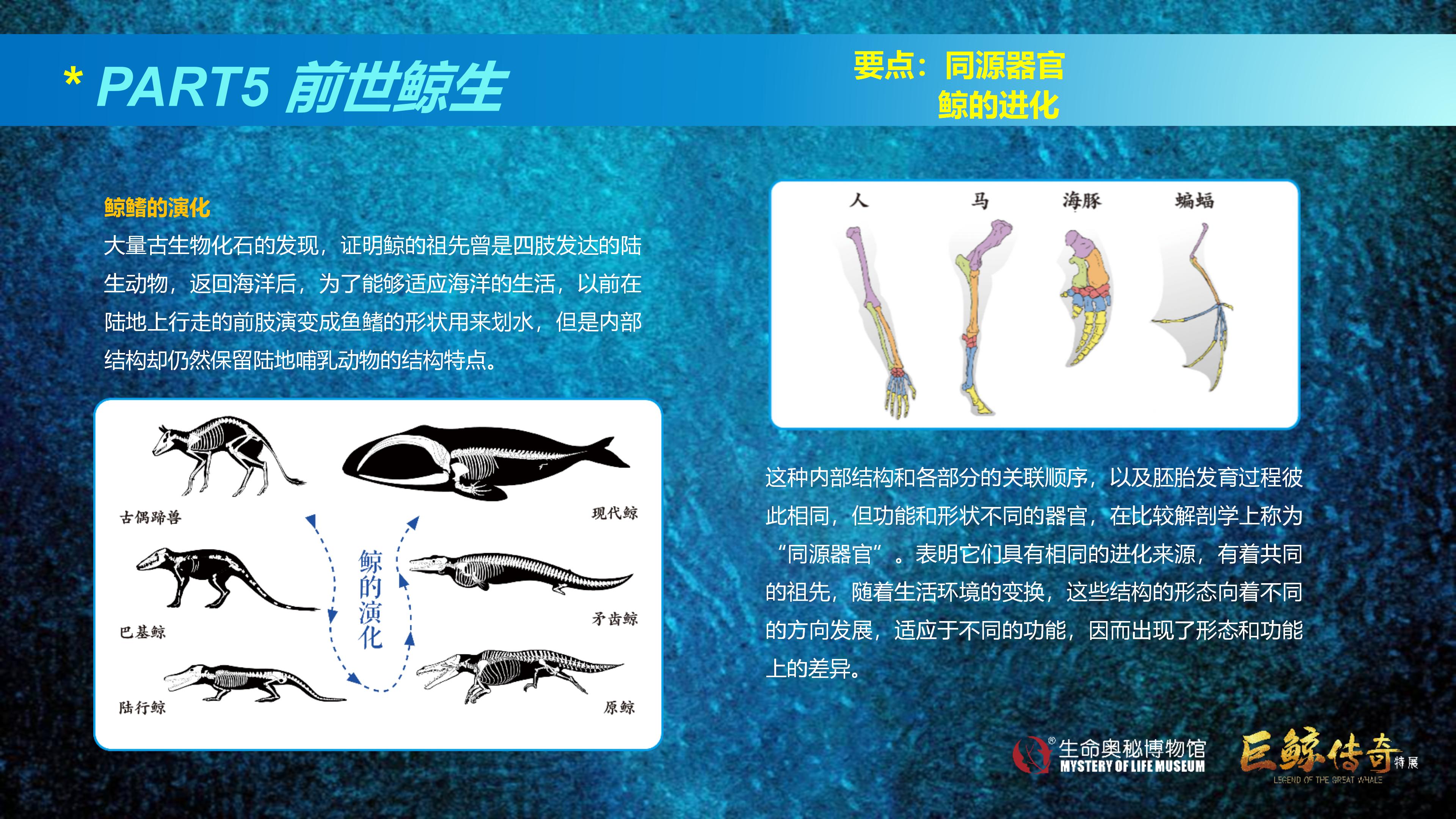 巨鲸传奇展览推介资料2020.11.09_63.jpg