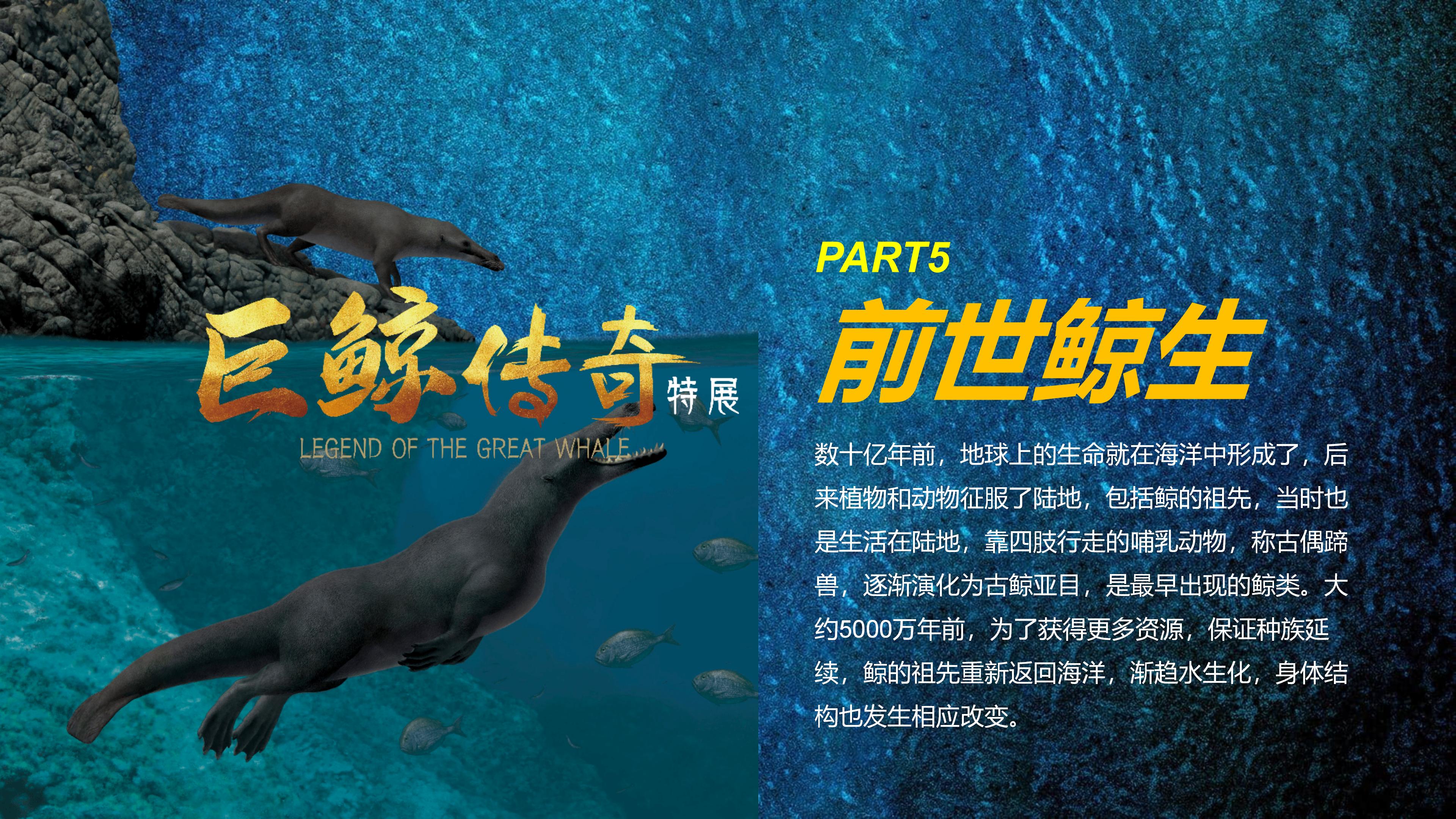 巨鲸传奇展览推介资料2020.11.09_61.jpg