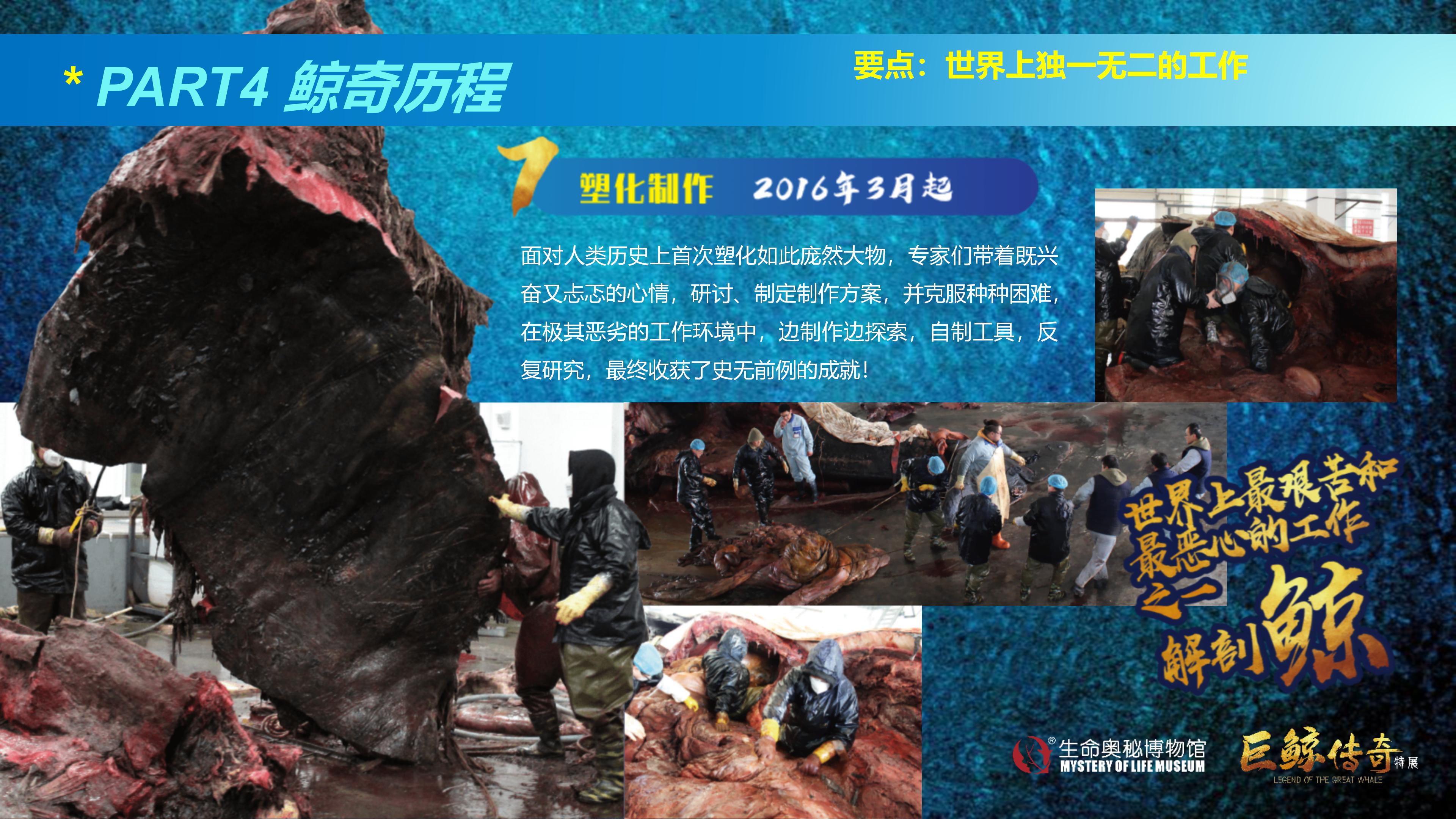 巨鲸传奇展览推介资料2020.11.09_57.jpg