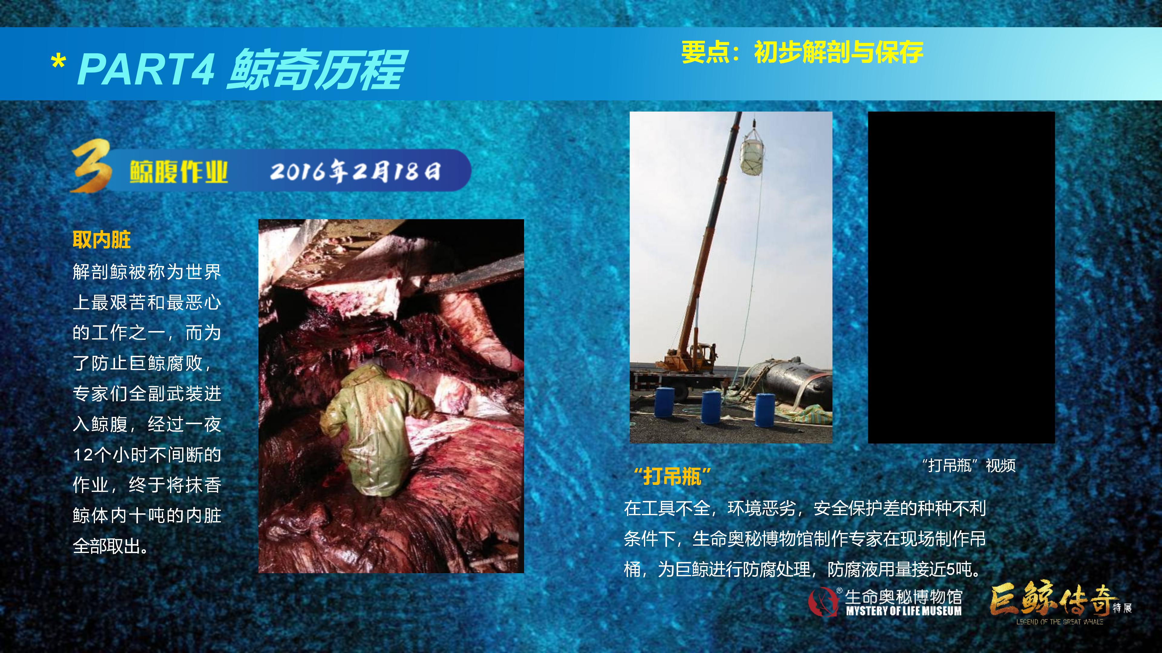 巨鲸传奇展览推介资料2020.11.09_52.jpg