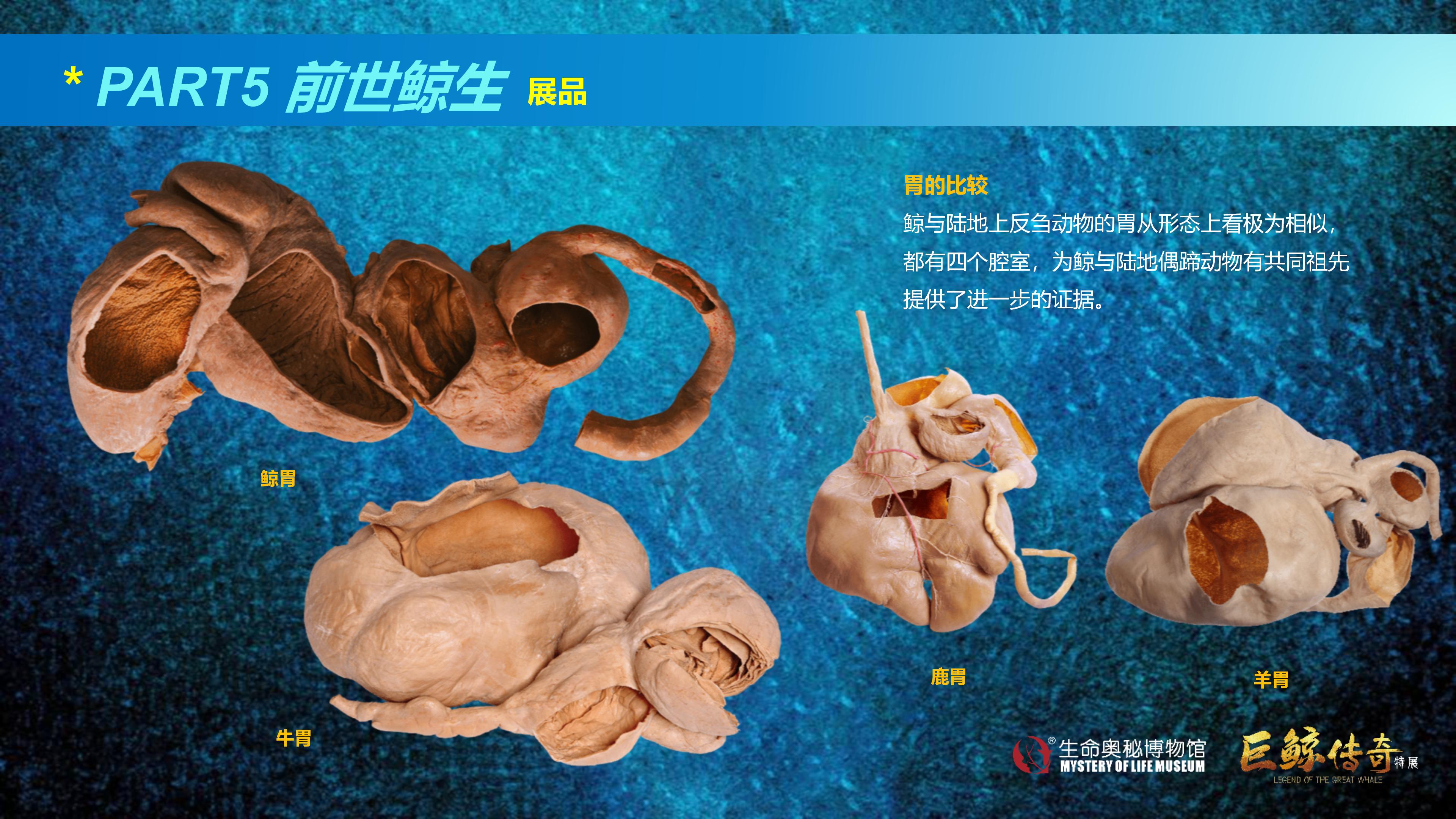 巨鲸传奇展览推介资料2020.11.09_65.jpg