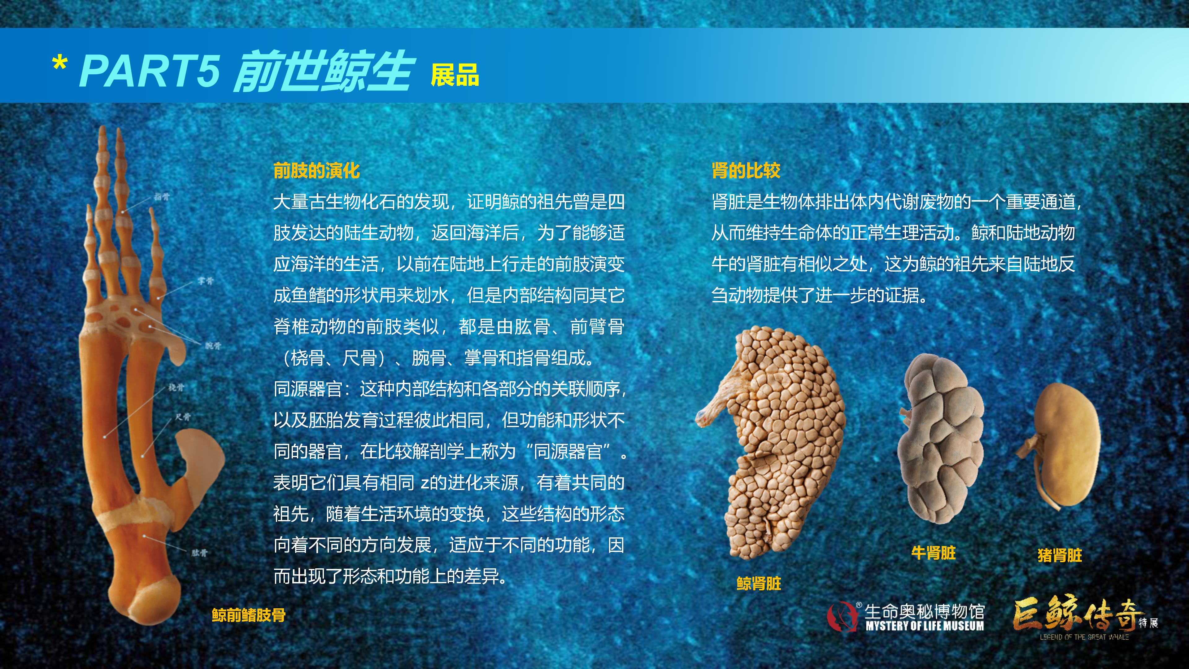 巨鲸传奇展览推介资料2020.11.09_64.jpg
