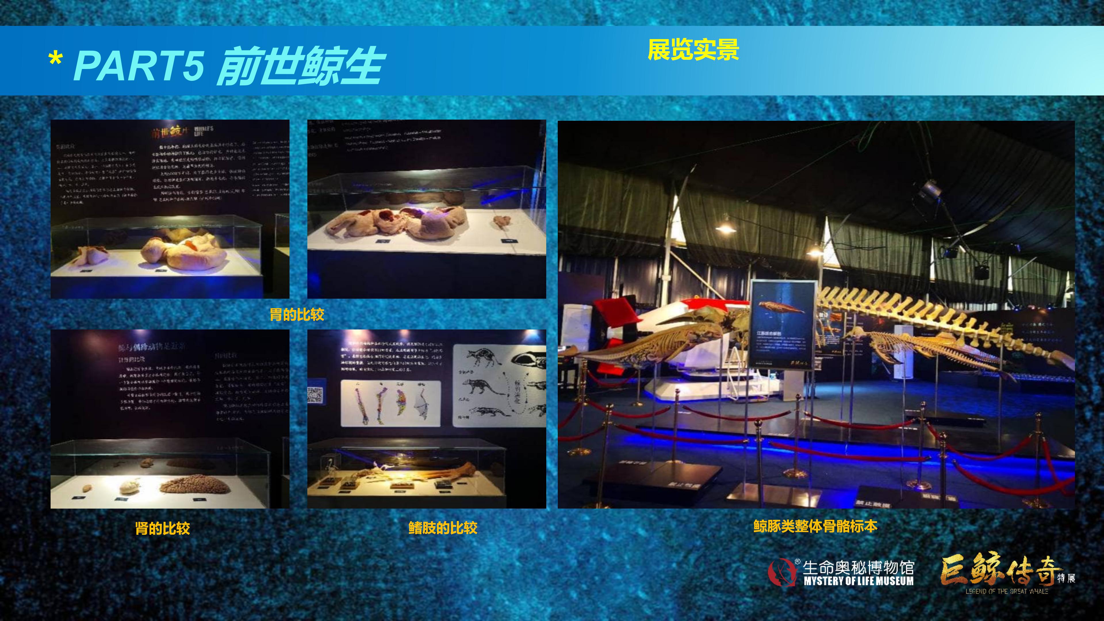 巨鲸传奇展览推介资料2020.11.09_66.jpg