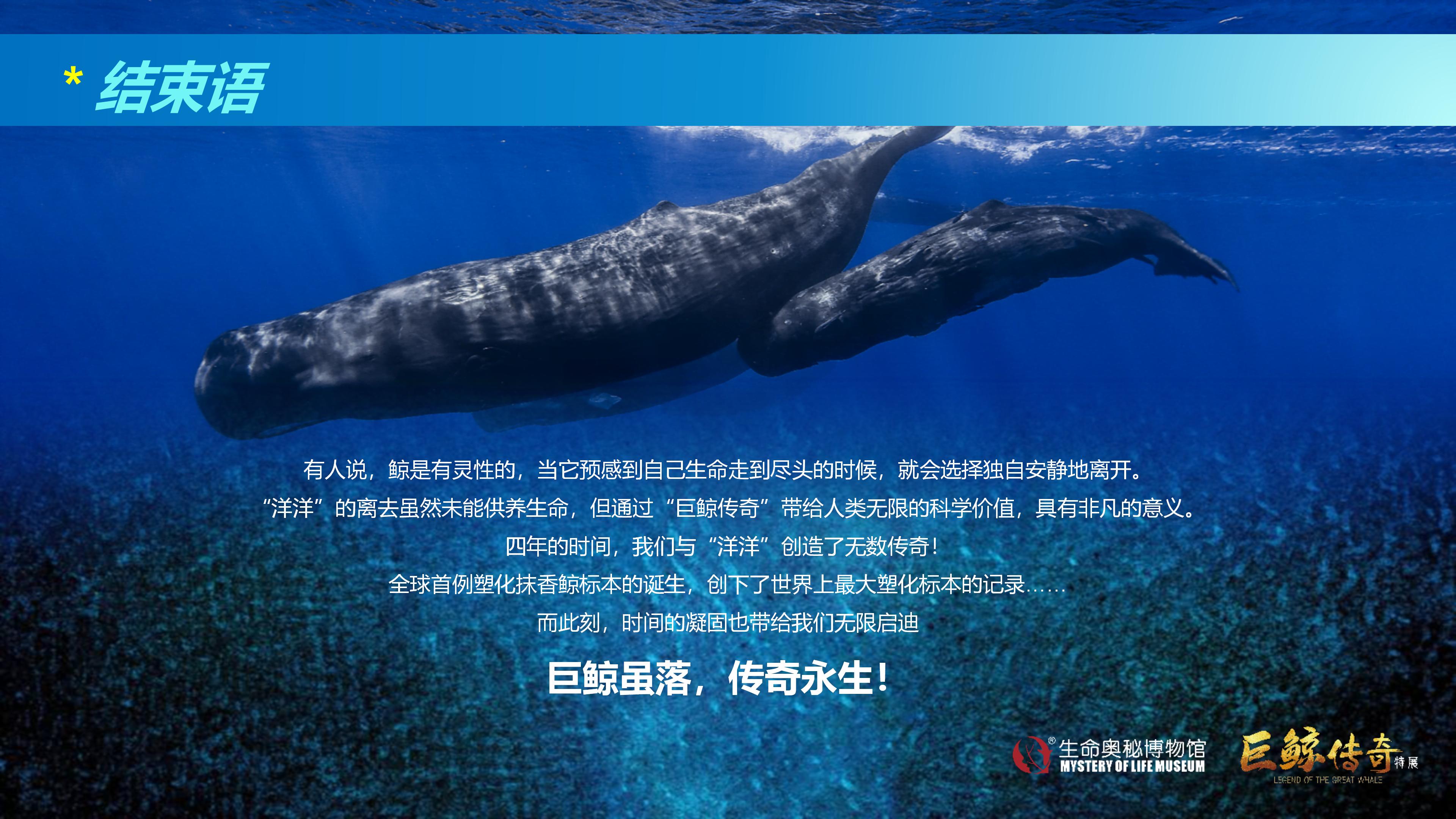 巨鲸传奇展览推介资料2020.11.09_72.jpg