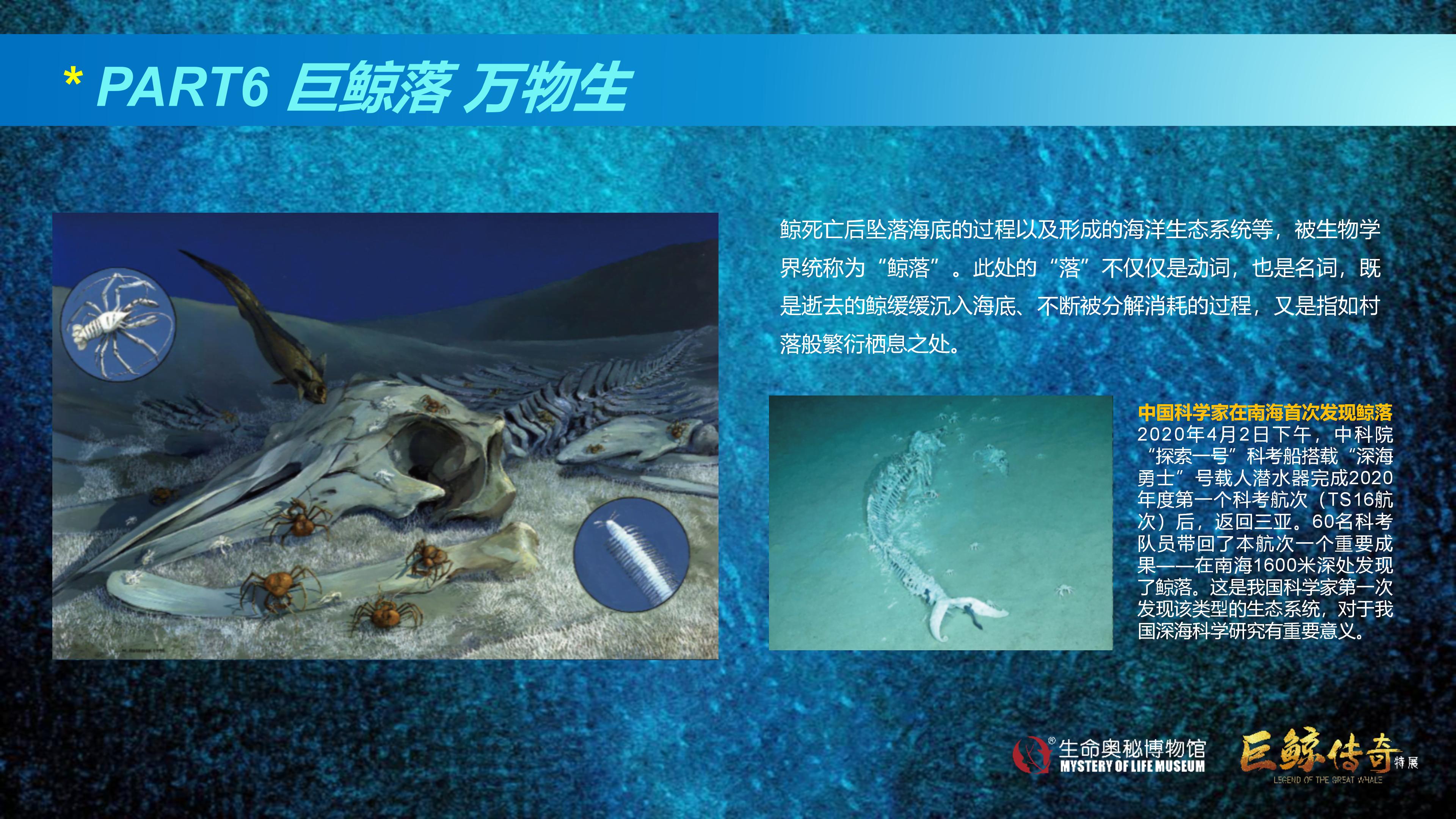 巨鲸传奇展览推介资料2020.11.09_68.jpg