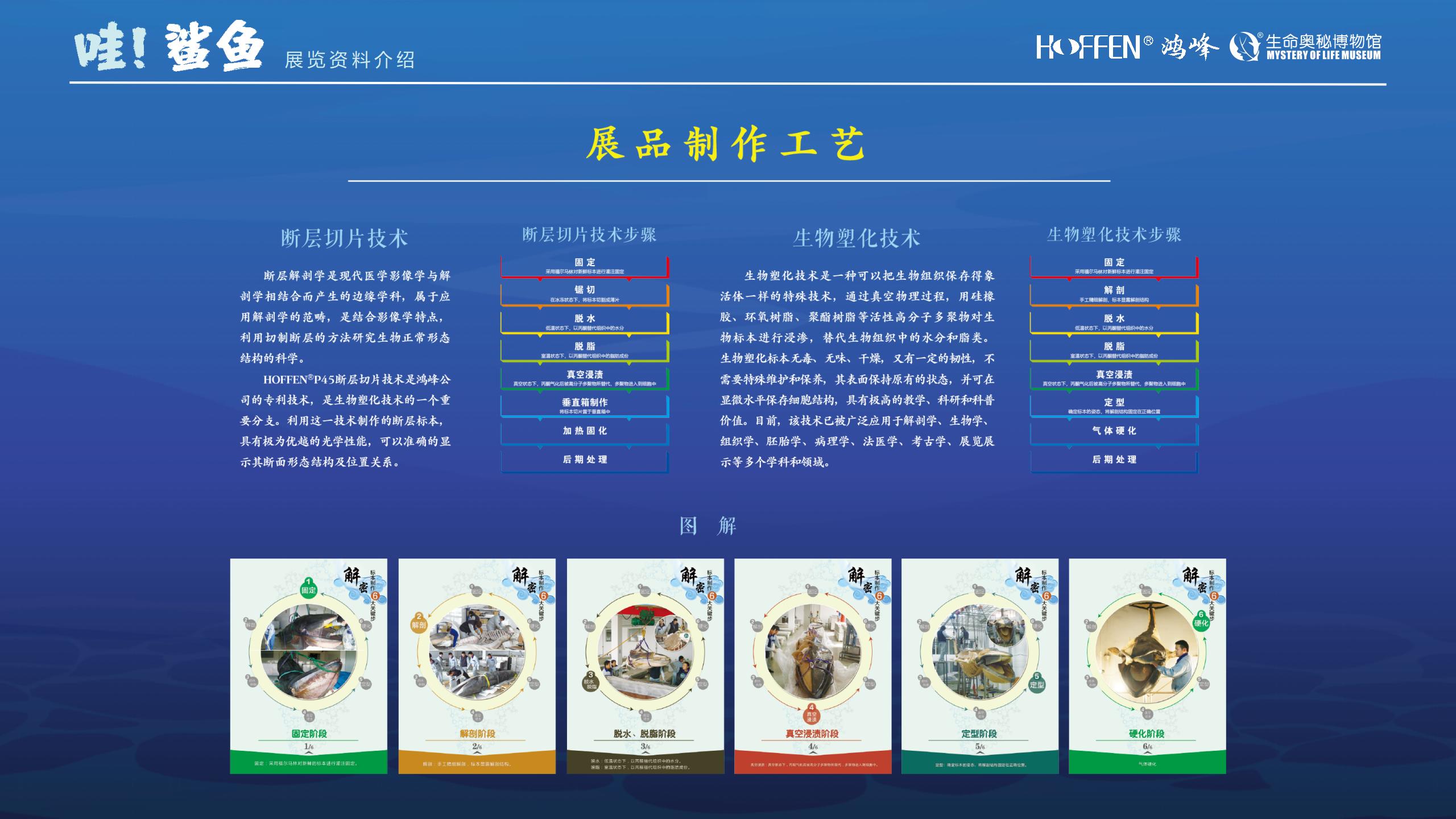 鲨鱼展推介0218(1)_04.jpg