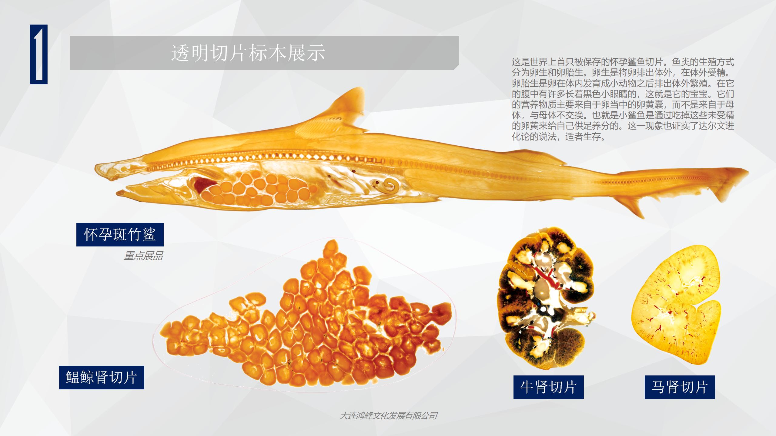 “玲珑剔透”主题展览介绍_07.jpg