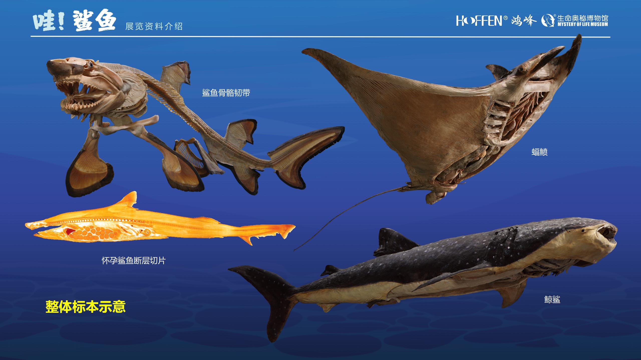 鲨鱼展推介0218(1)_10.jpg