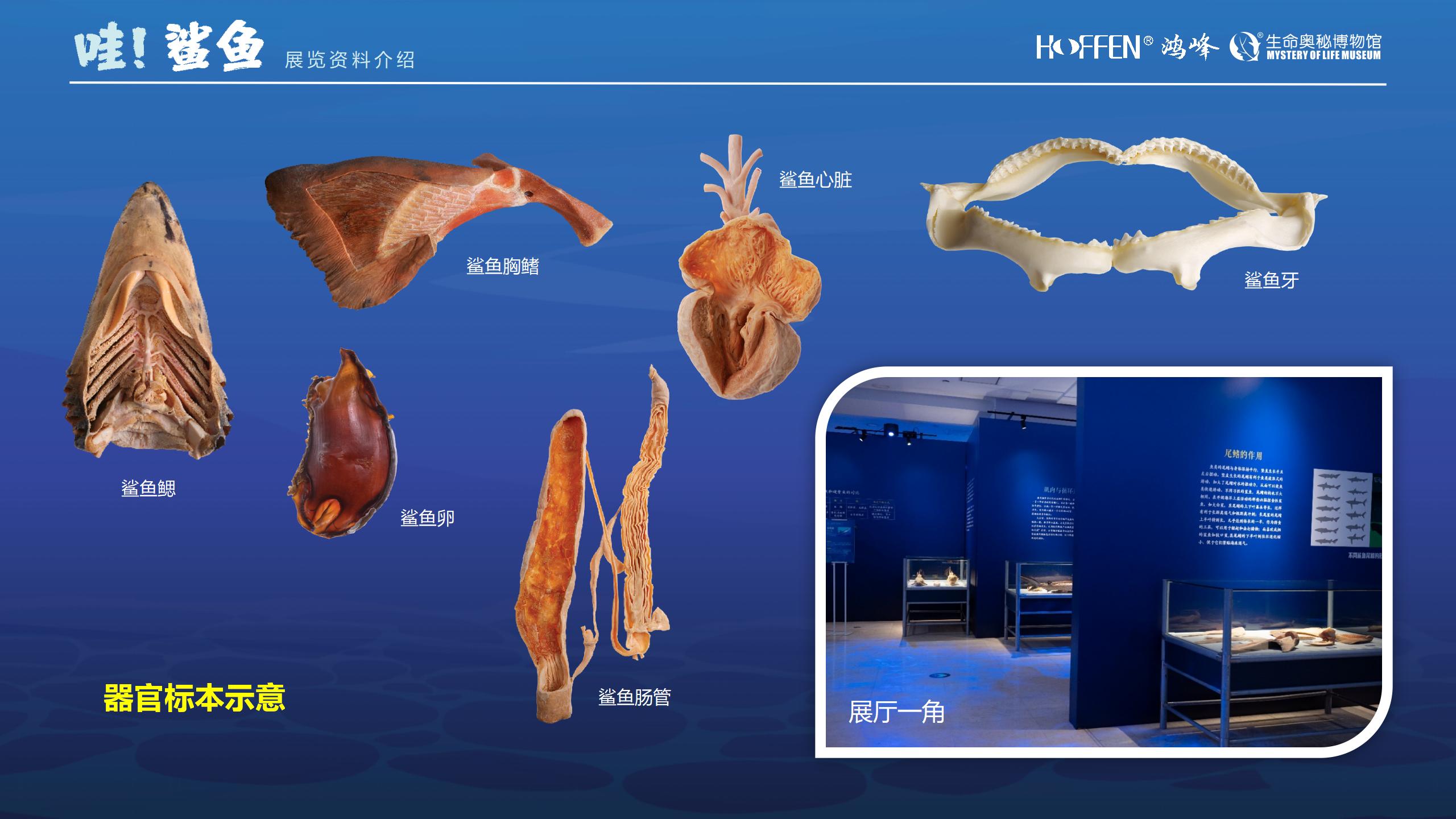 鲨鱼展推介0218(1)_11.jpg