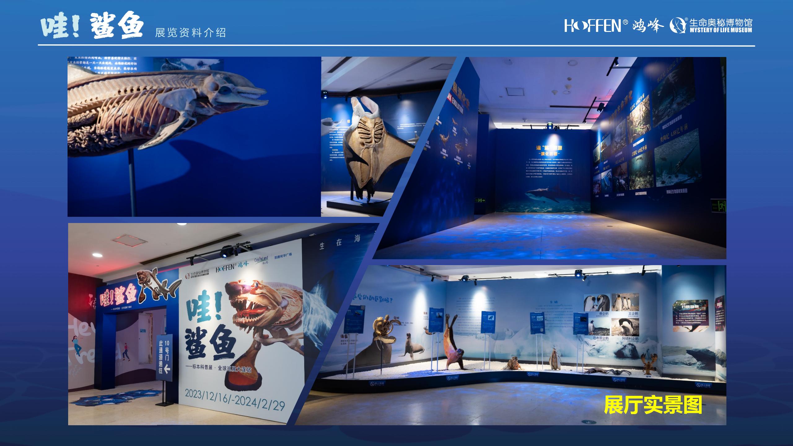 鲨鱼展推介0218(1)_15.jpg