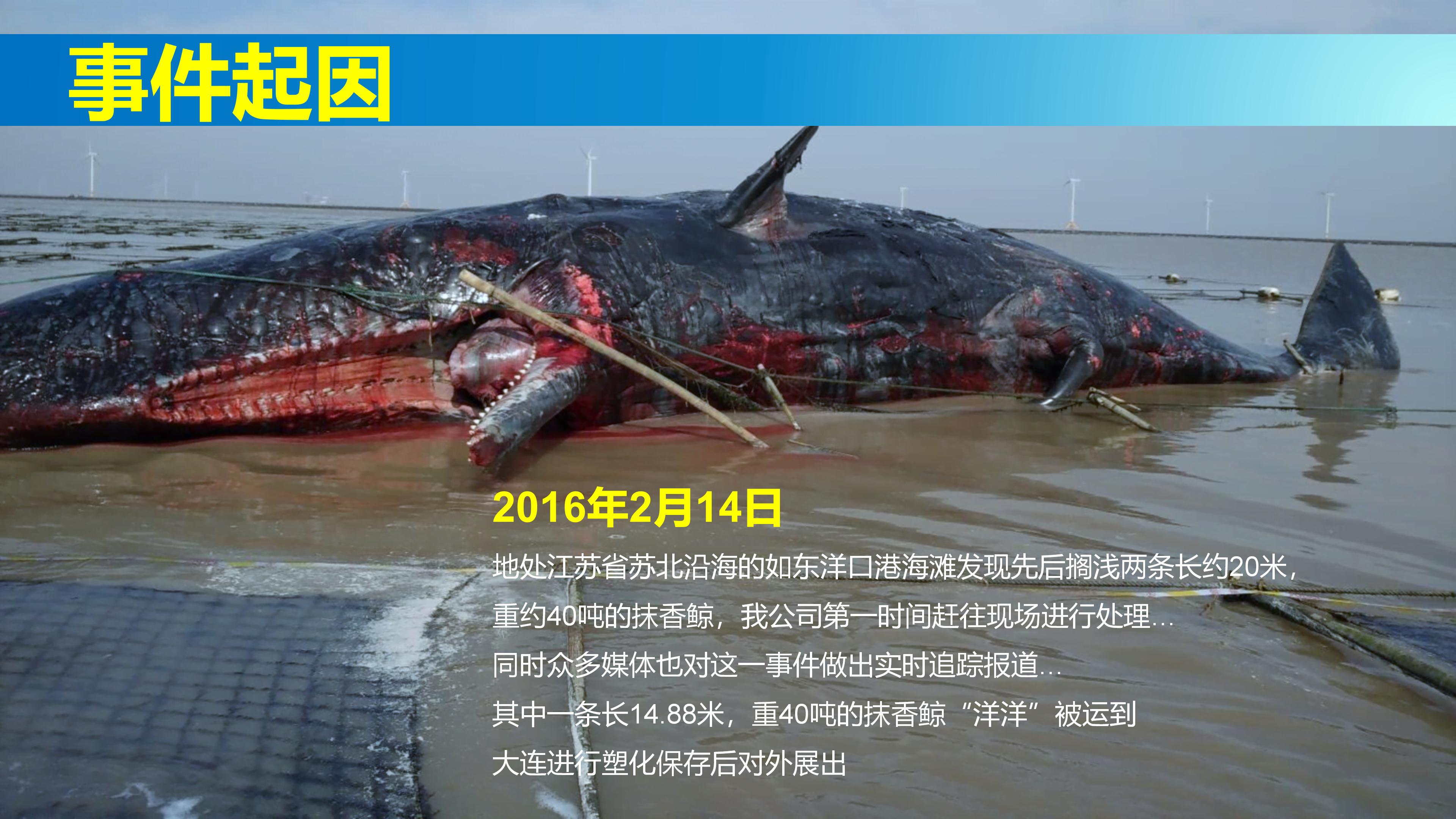 巨鲸传奇展览推介资料2020.11.09_03.jpg