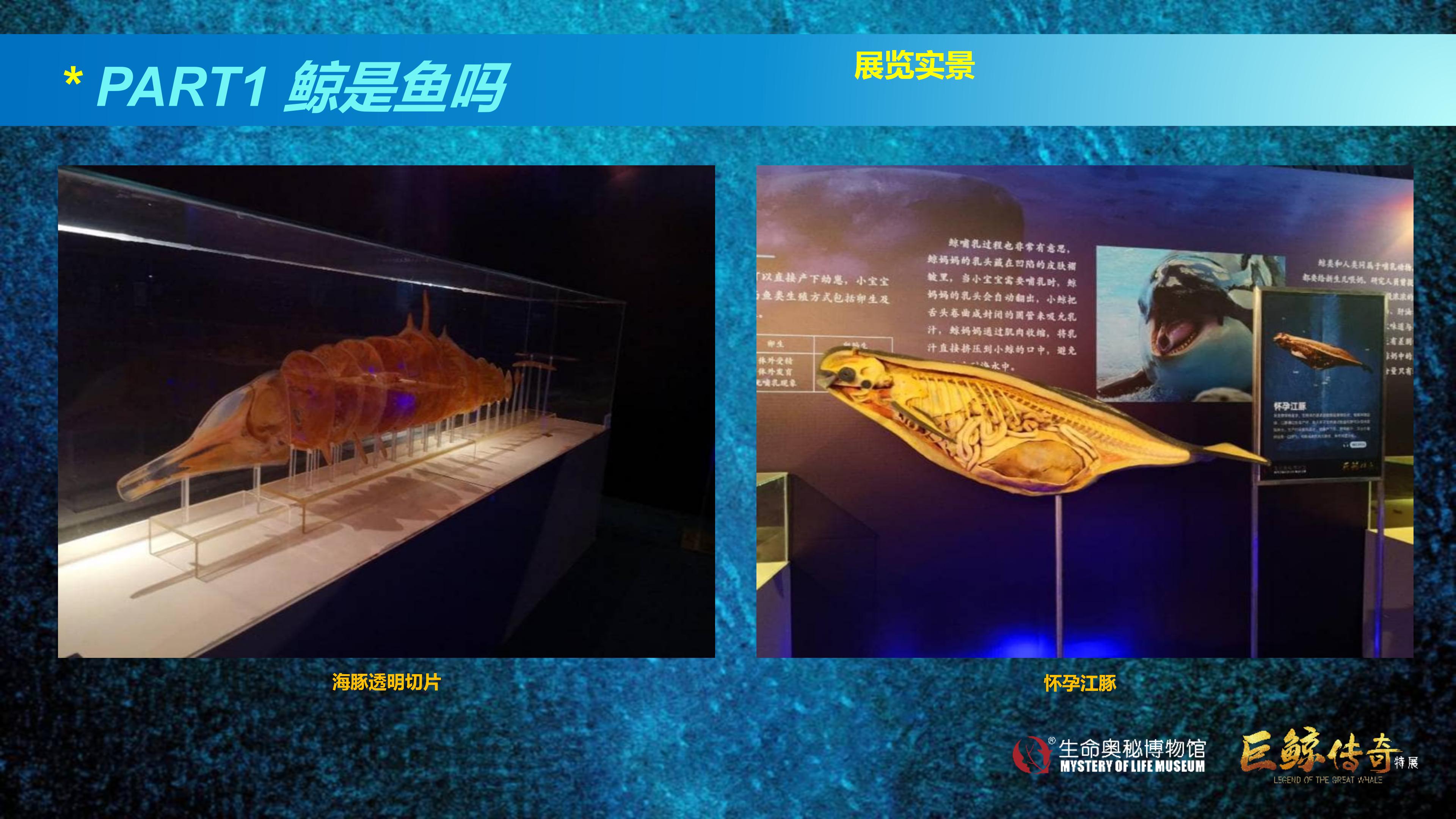 巨鲸传奇展览推介资料2020.11.09_31.jpg