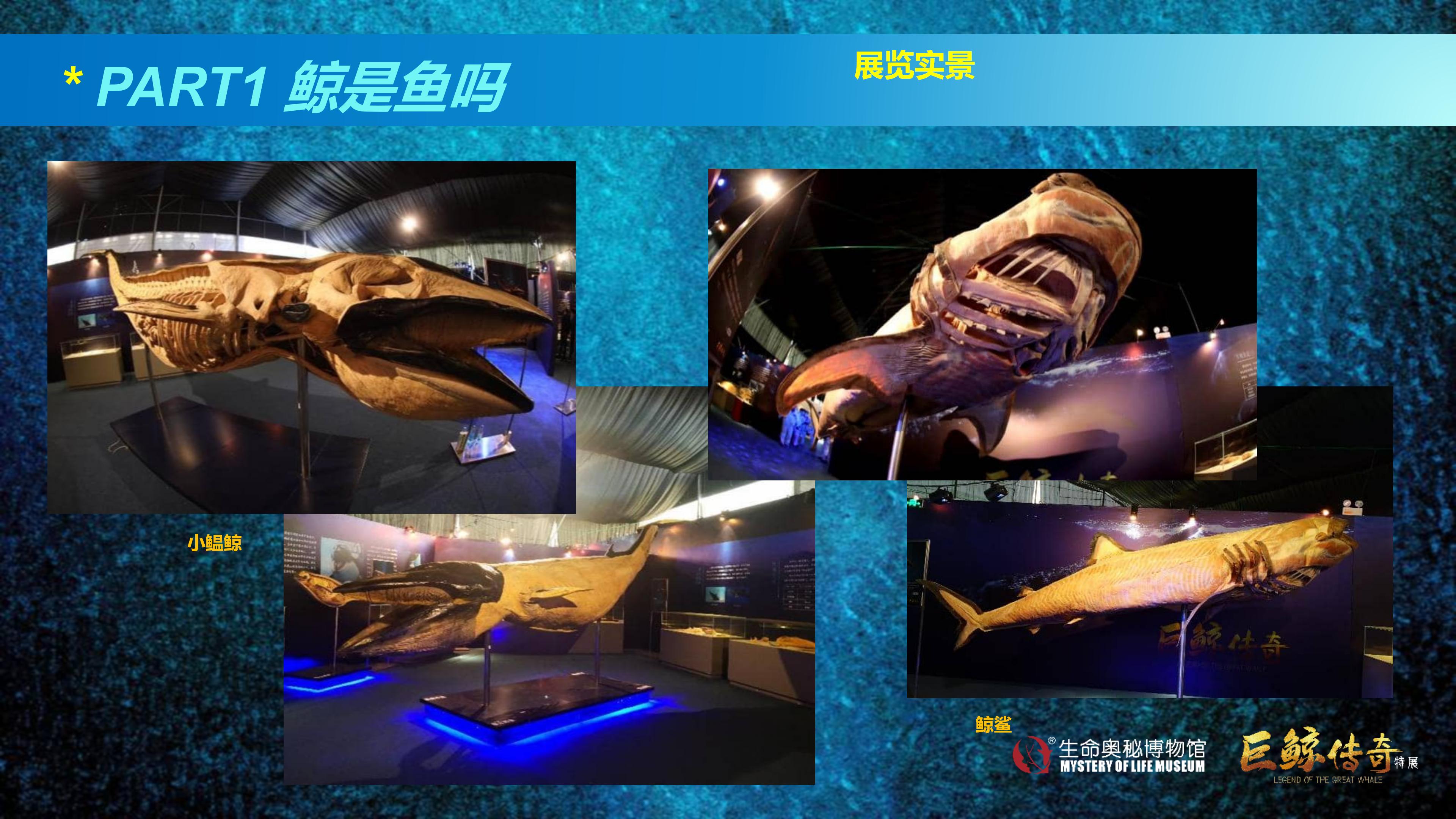 巨鲸传奇展览推介资料2020.11.09_29.jpg