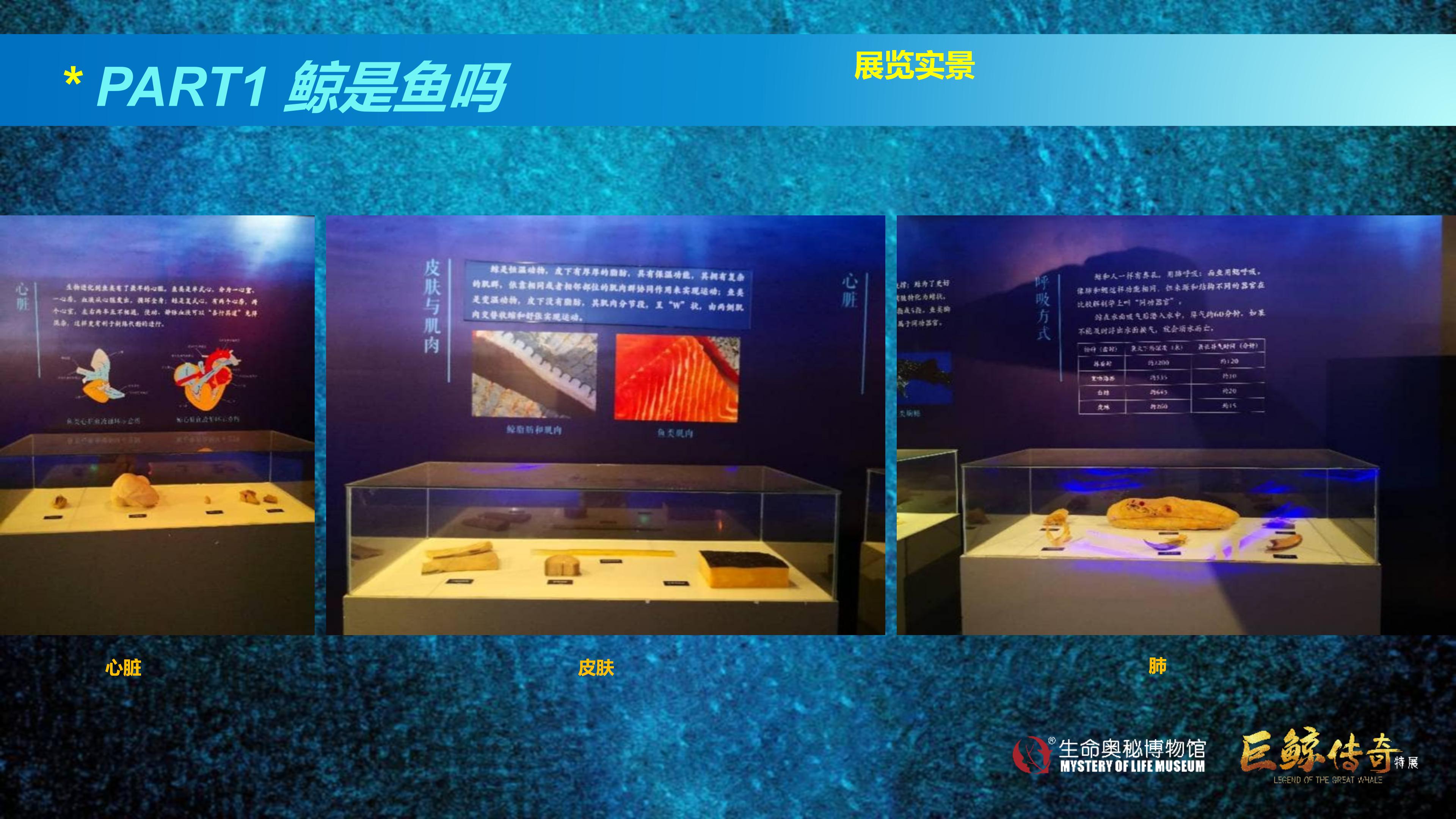巨鲸传奇展览推介资料2020.11.09_30.jpg