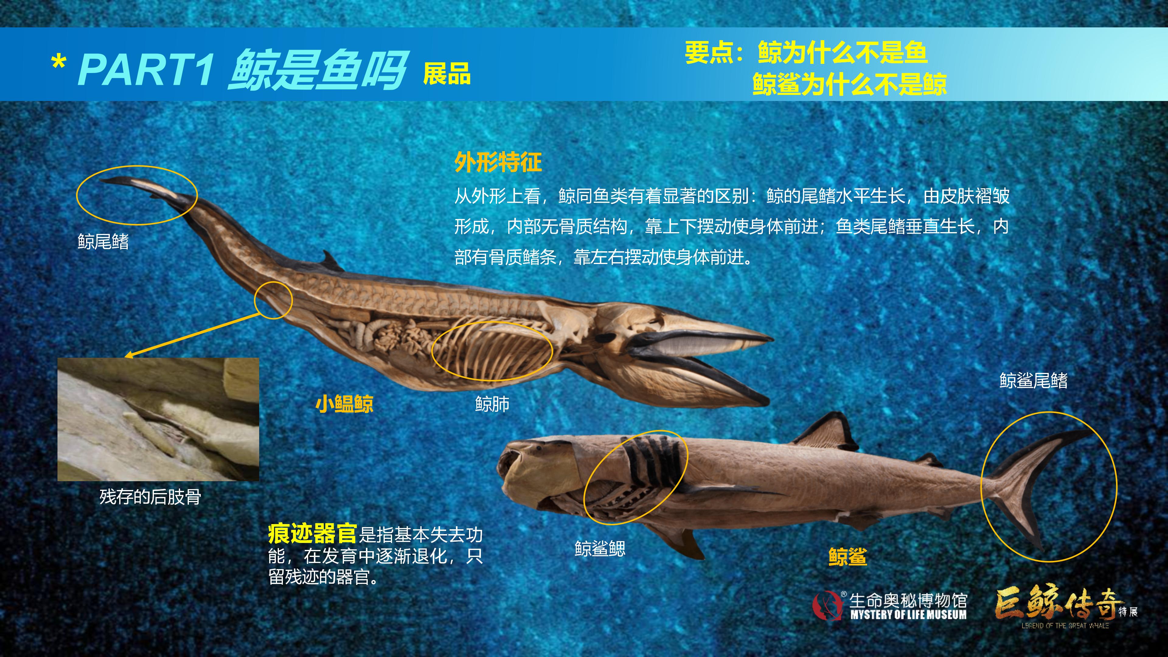 巨鲸传奇展览推介资料2020.11.09_21.jpg