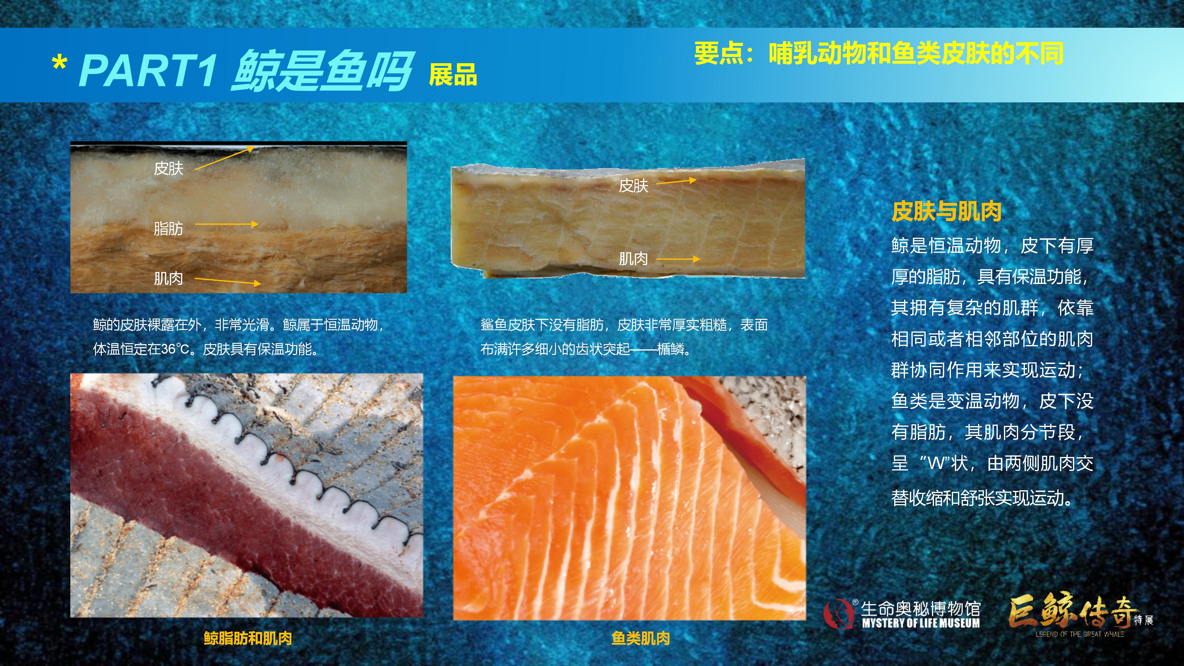巨鲸传奇展览推介资料2020.11.09_23.jpg