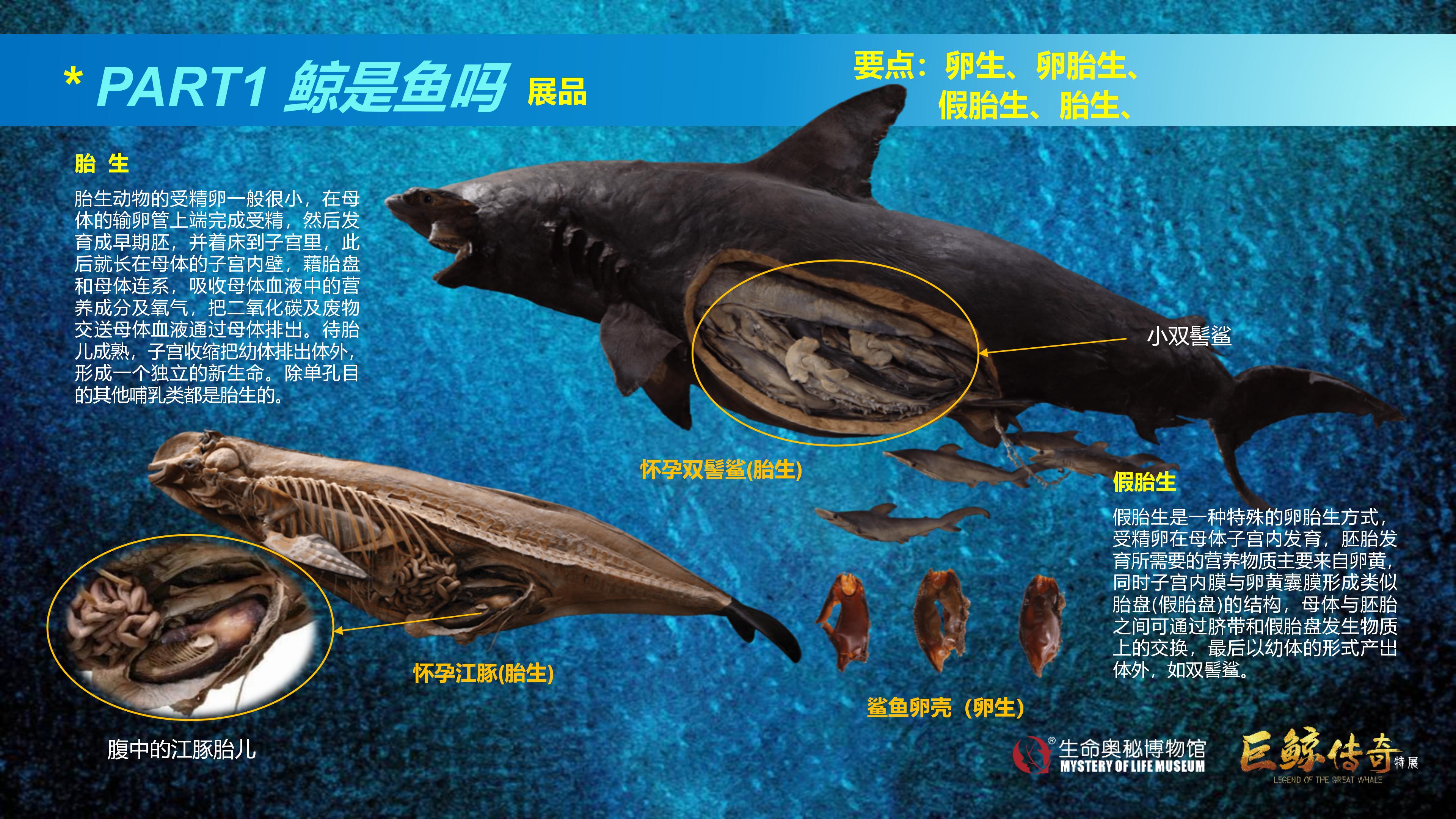 巨鲸传奇展览推介资料2020.11.09_27.jpg