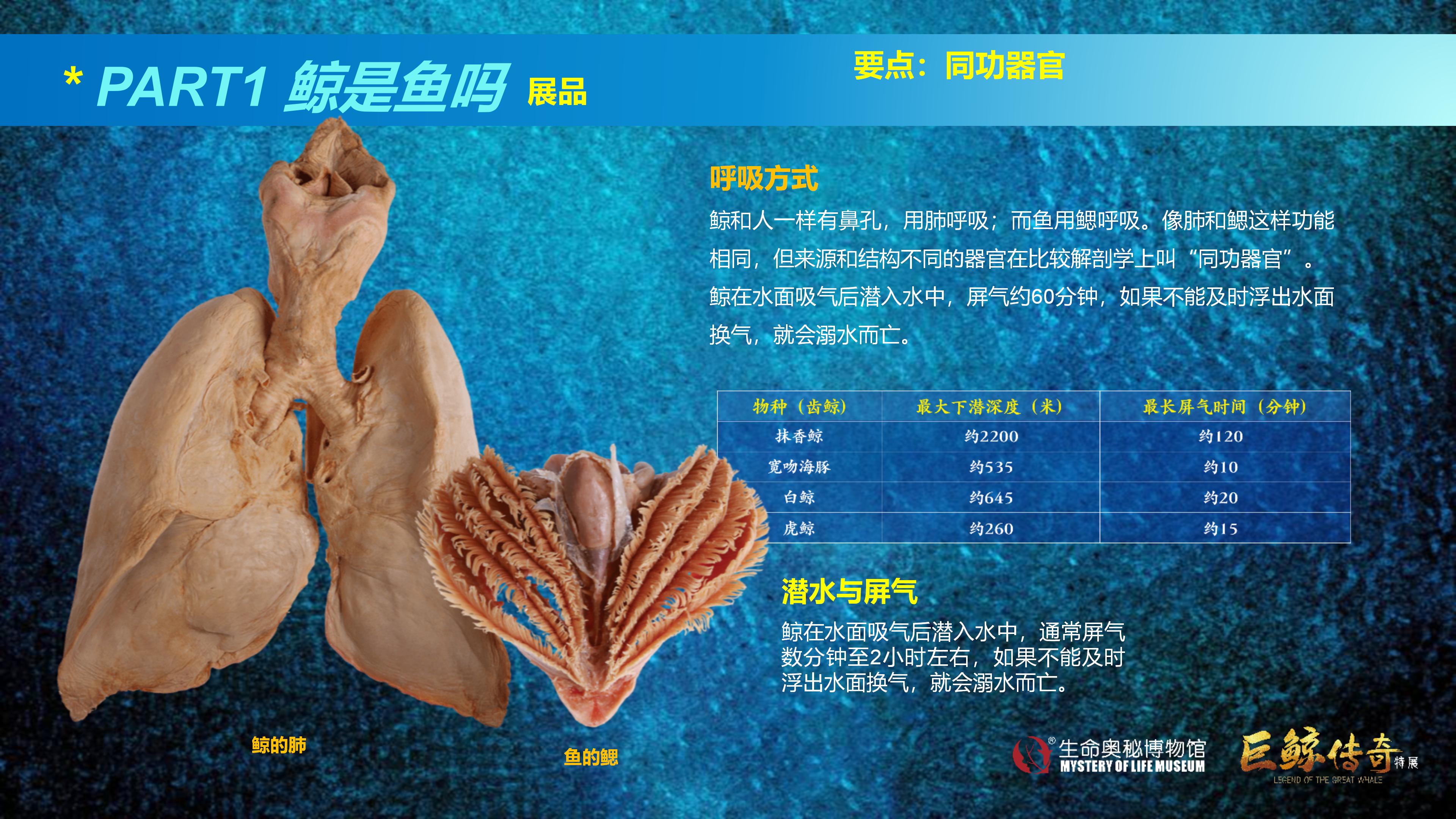 巨鲸传奇展览推介资料2020.11.09_24.jpg