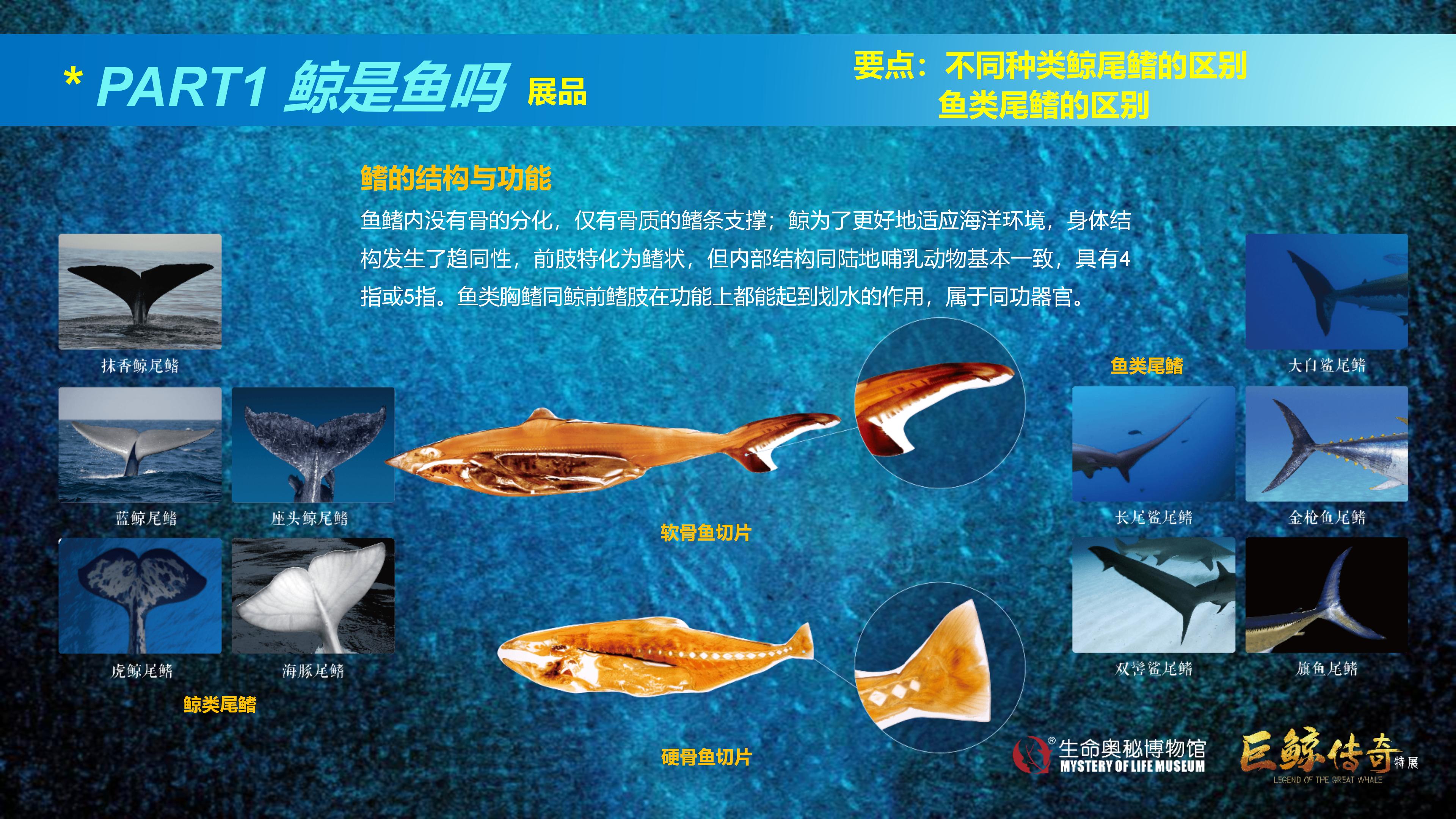 巨鲸传奇展览推介资料2020.11.09_25.jpg