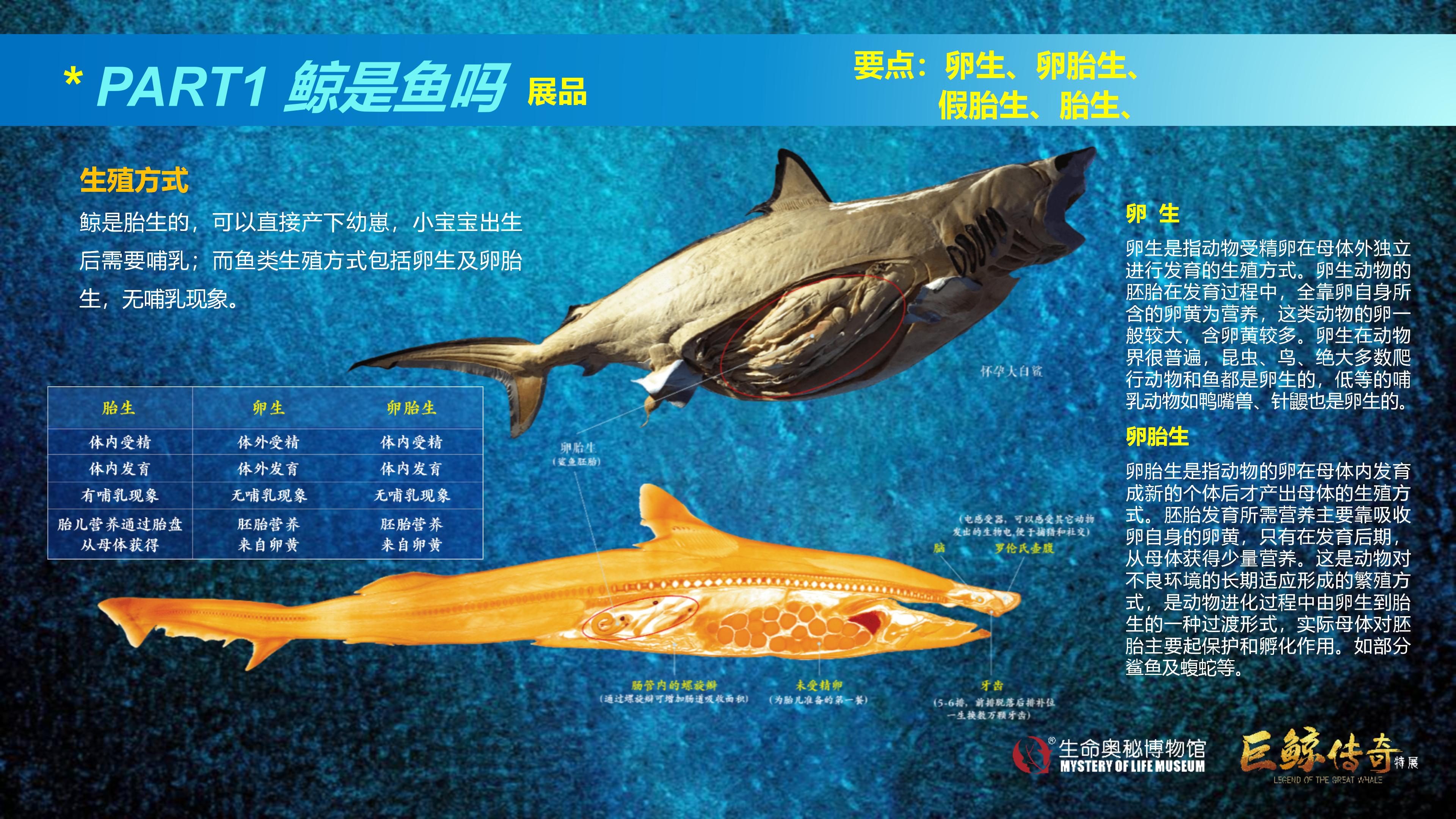 巨鲸传奇展览推介资料2020.11.09_26.jpg