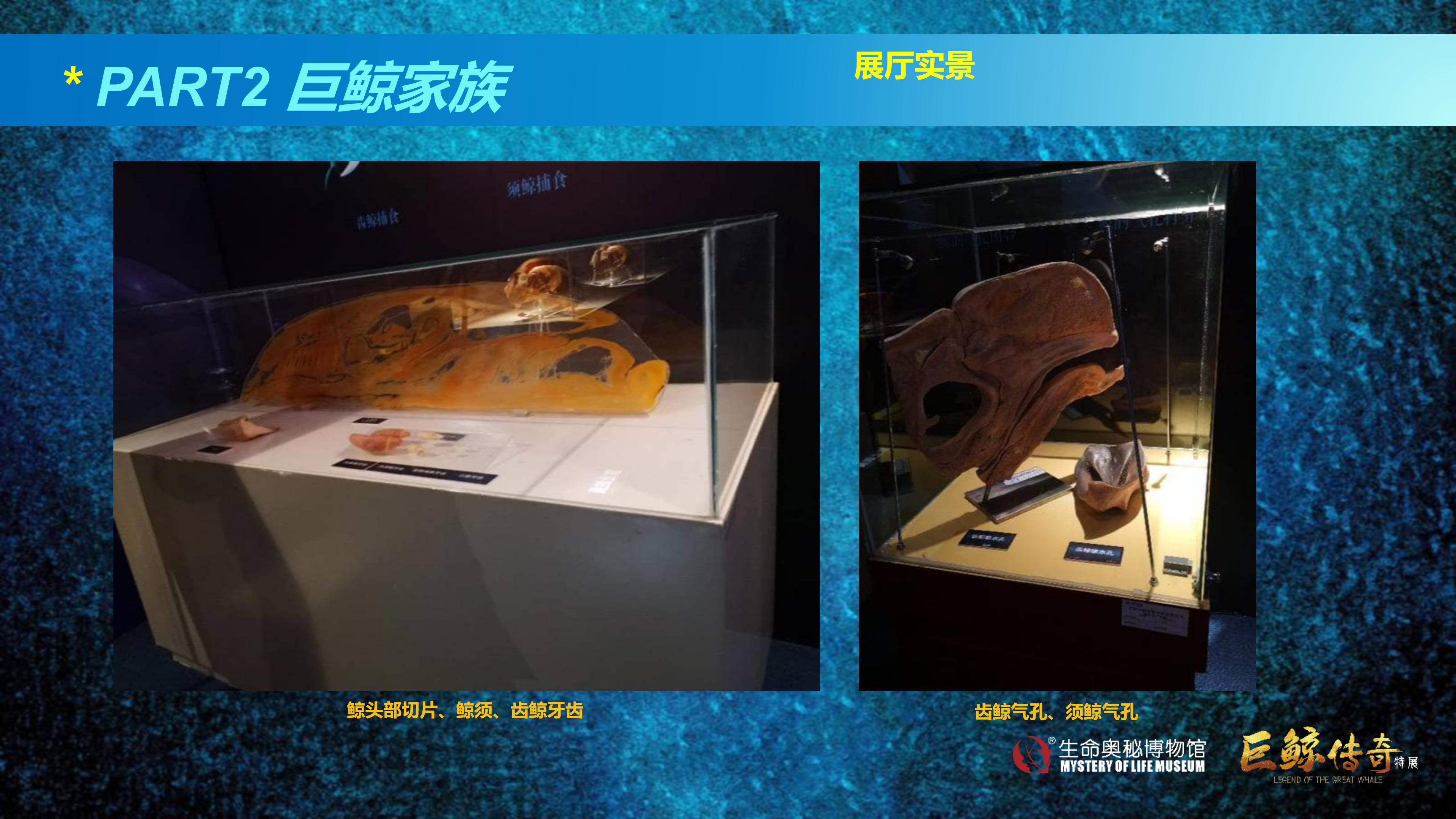 巨鲸传奇展览推介资料2020.11.09_39.jpg