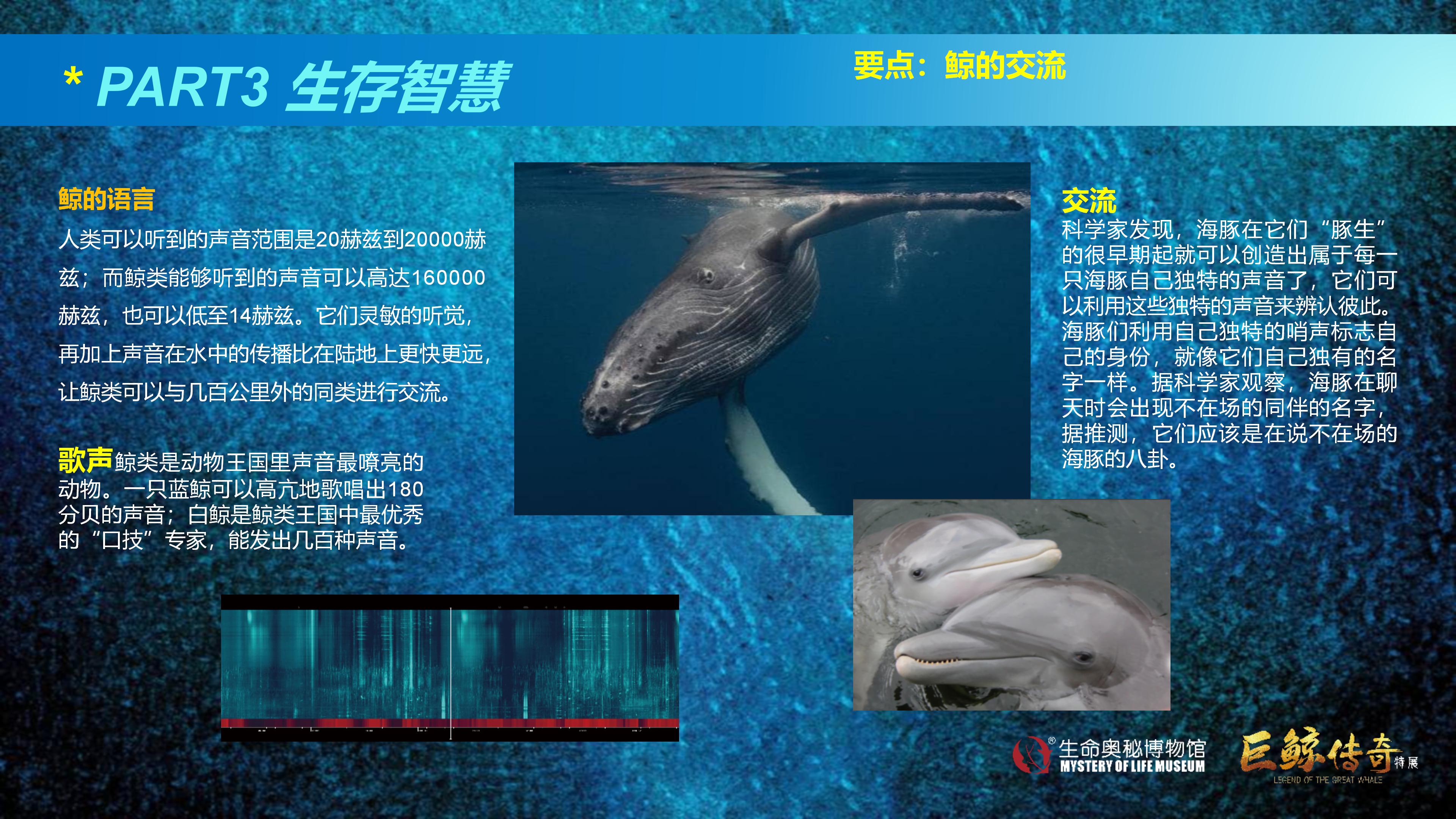 巨鲸传奇展览推介资料2020.11.09_43.jpg