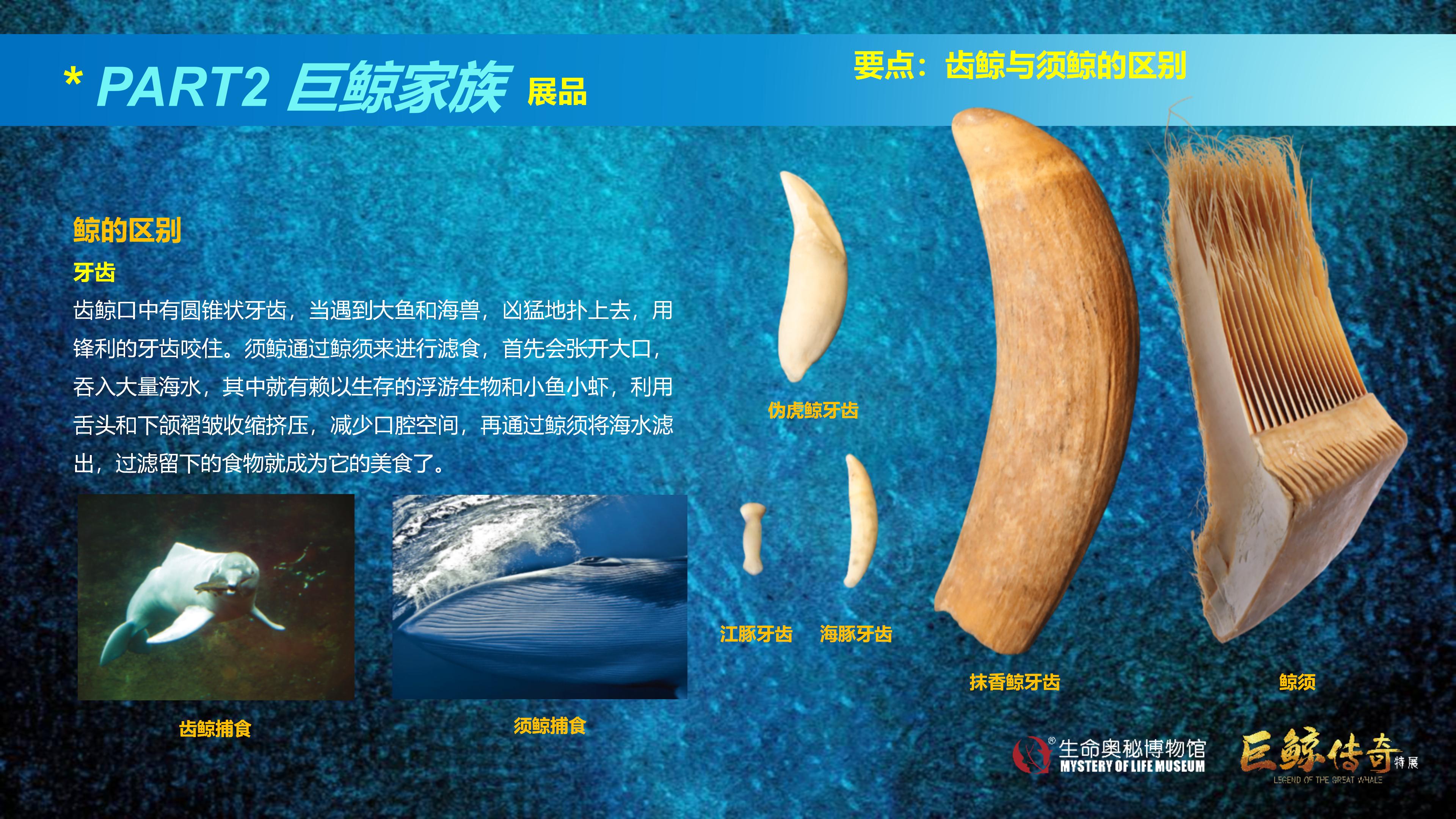巨鲸传奇展览推介资料2020.11.09_34.jpg