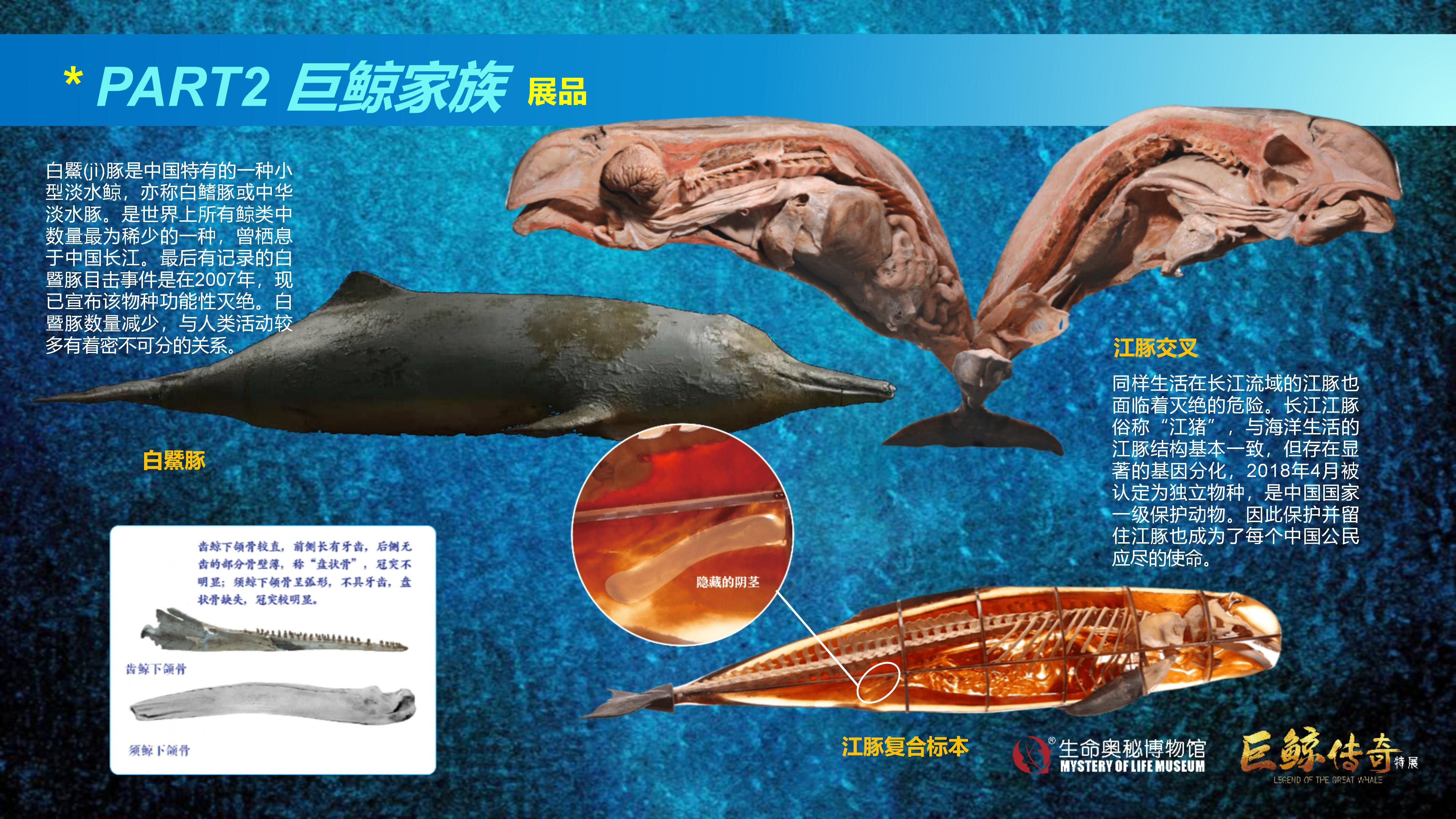 巨鲸传奇展览推介资料2020.11.09_37.jpg