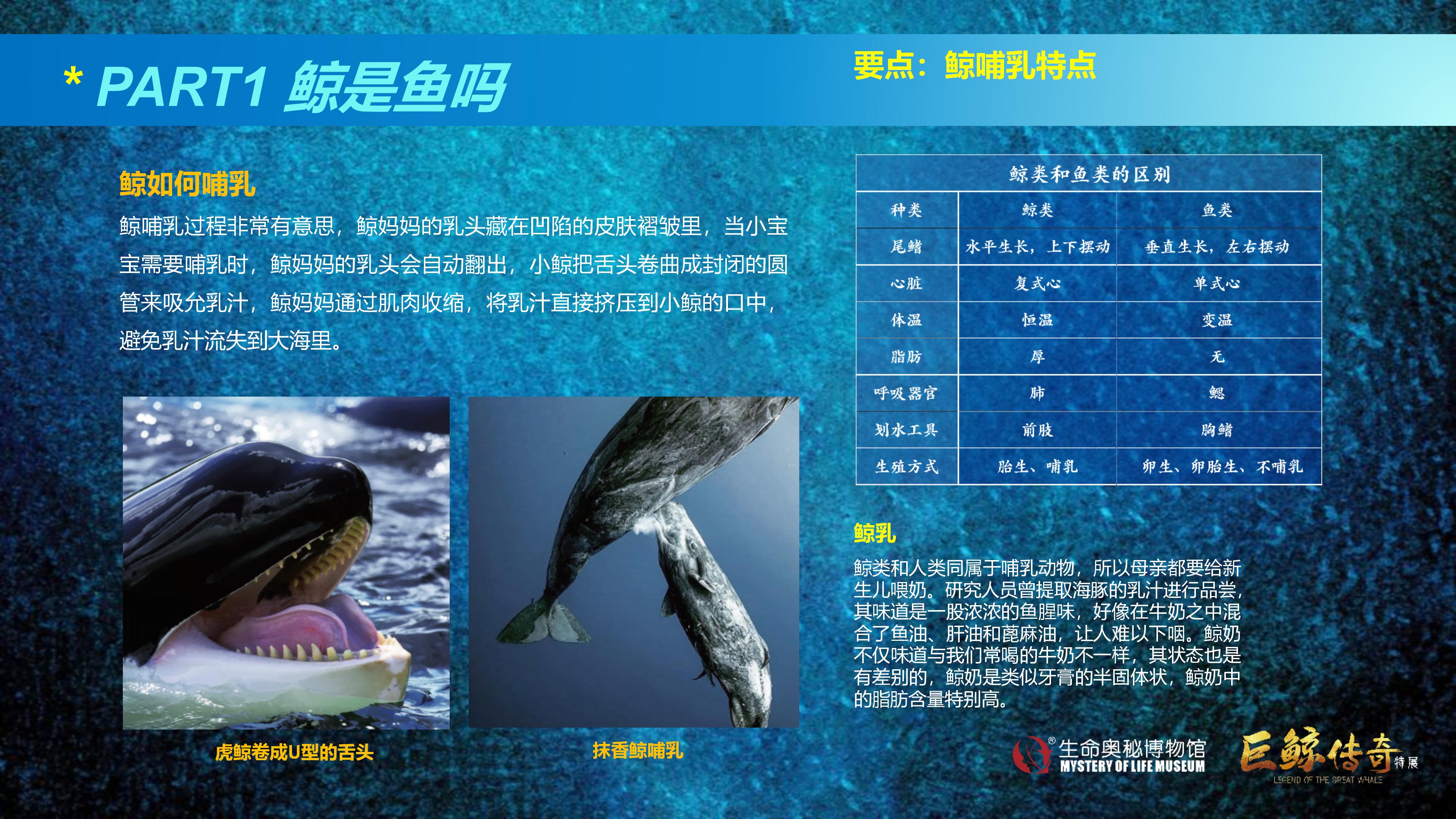 巨鲸传奇展览推介资料2020.11.09_28.jpg