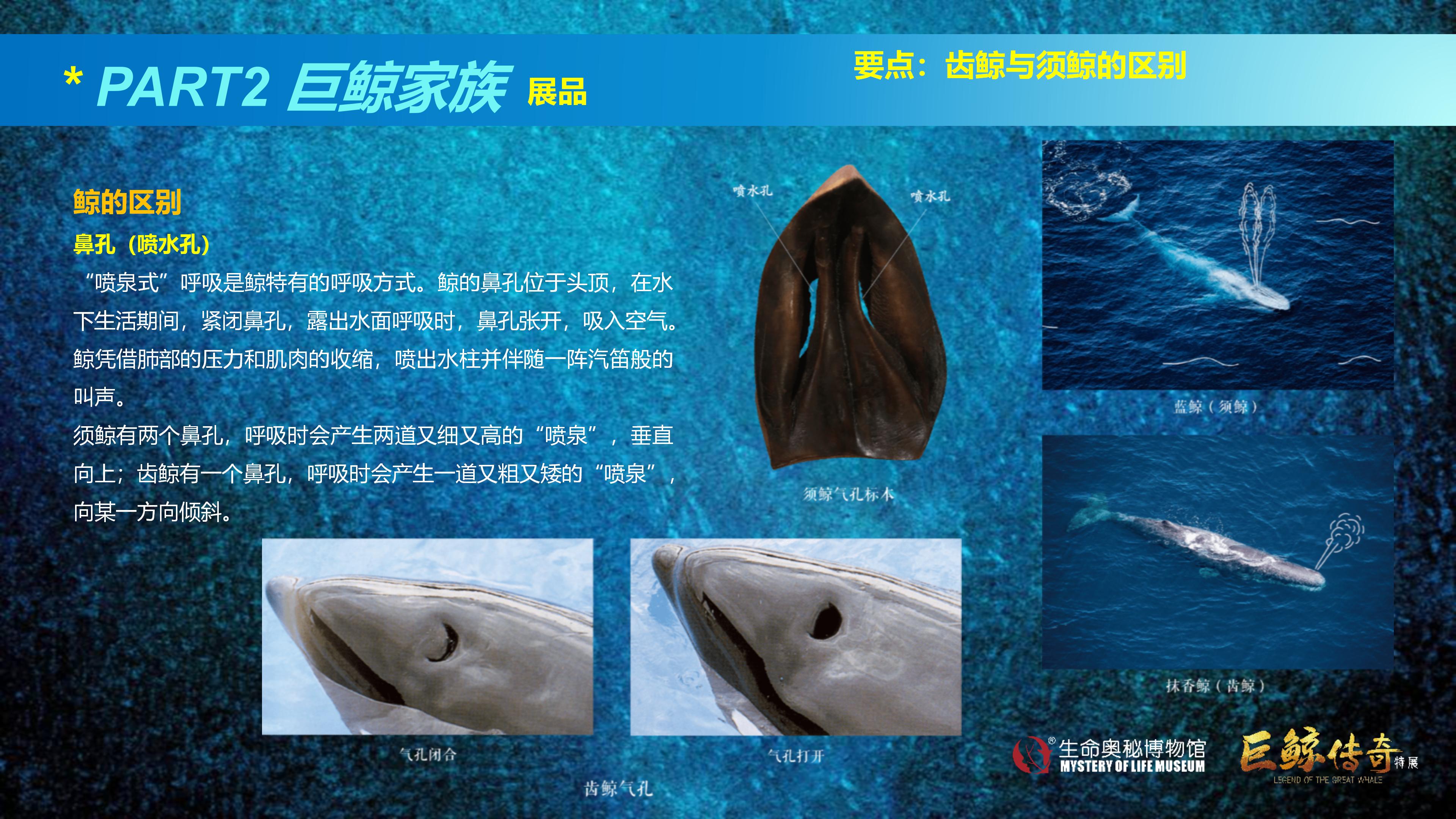 巨鲸传奇展览推介资料2020.11.09_35.jpg