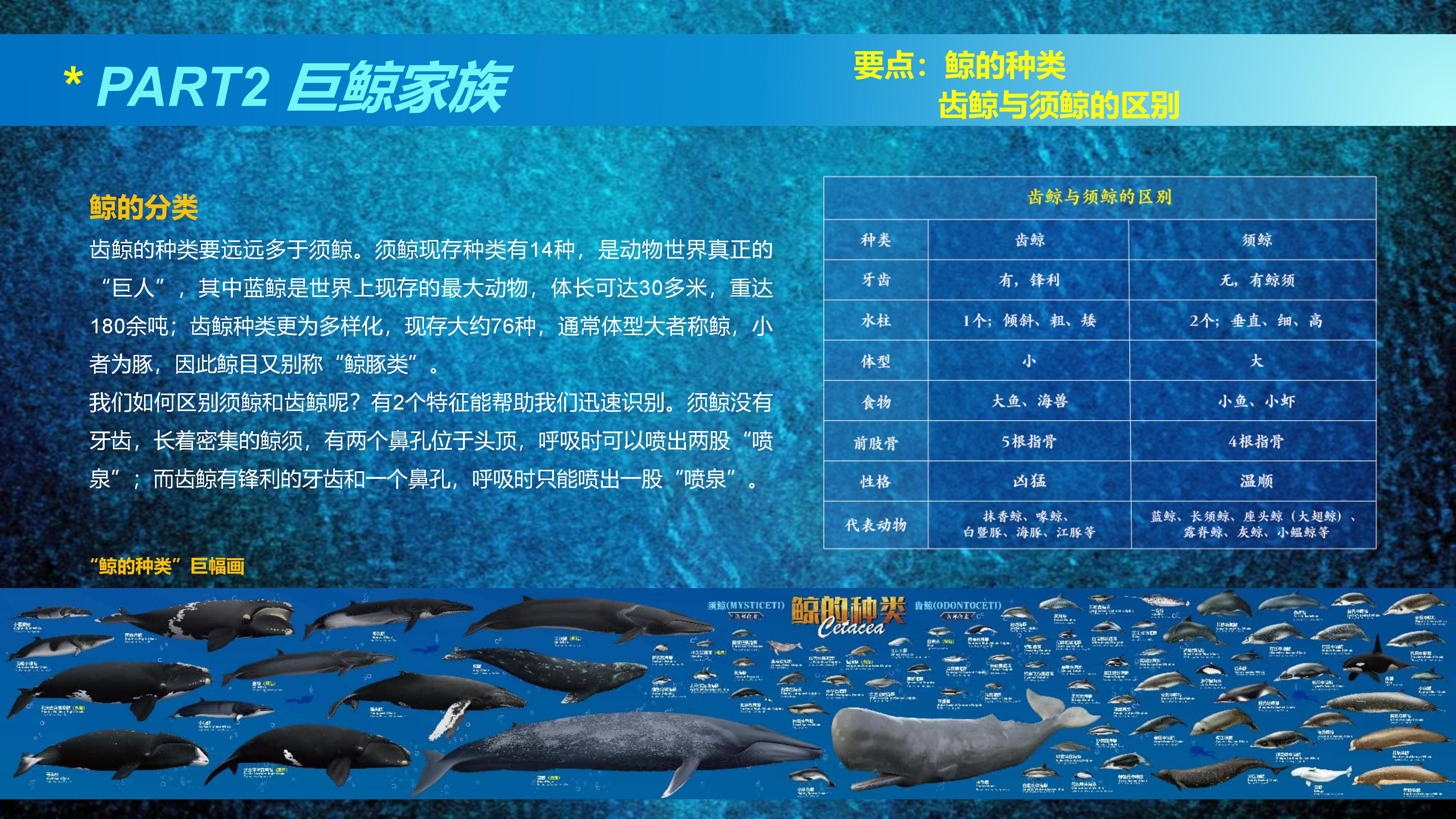 巨鲸传奇展览推介资料2020.11.09_33.jpg