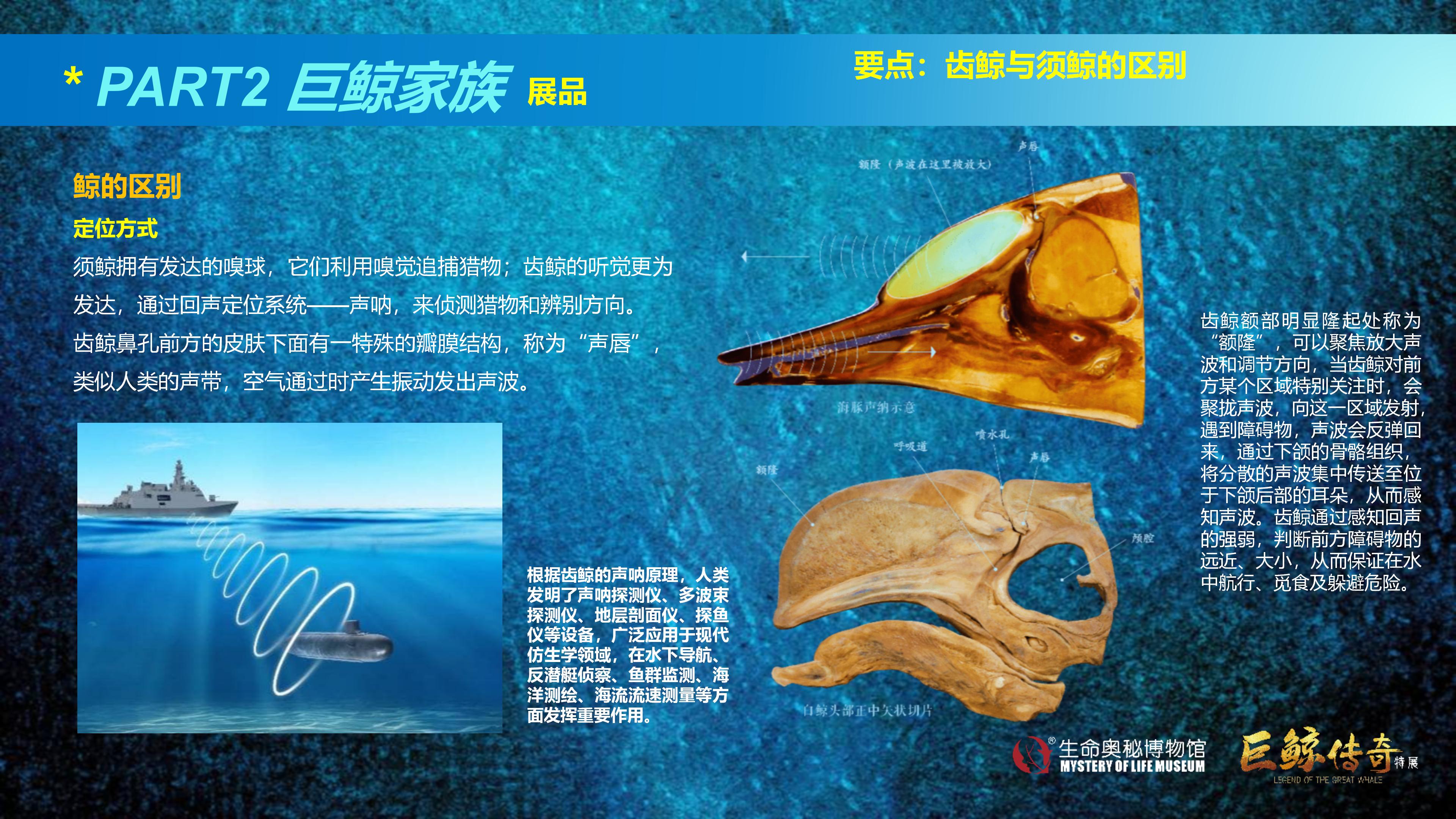 巨鲸传奇展览推介资料2020.11.09_36.jpg