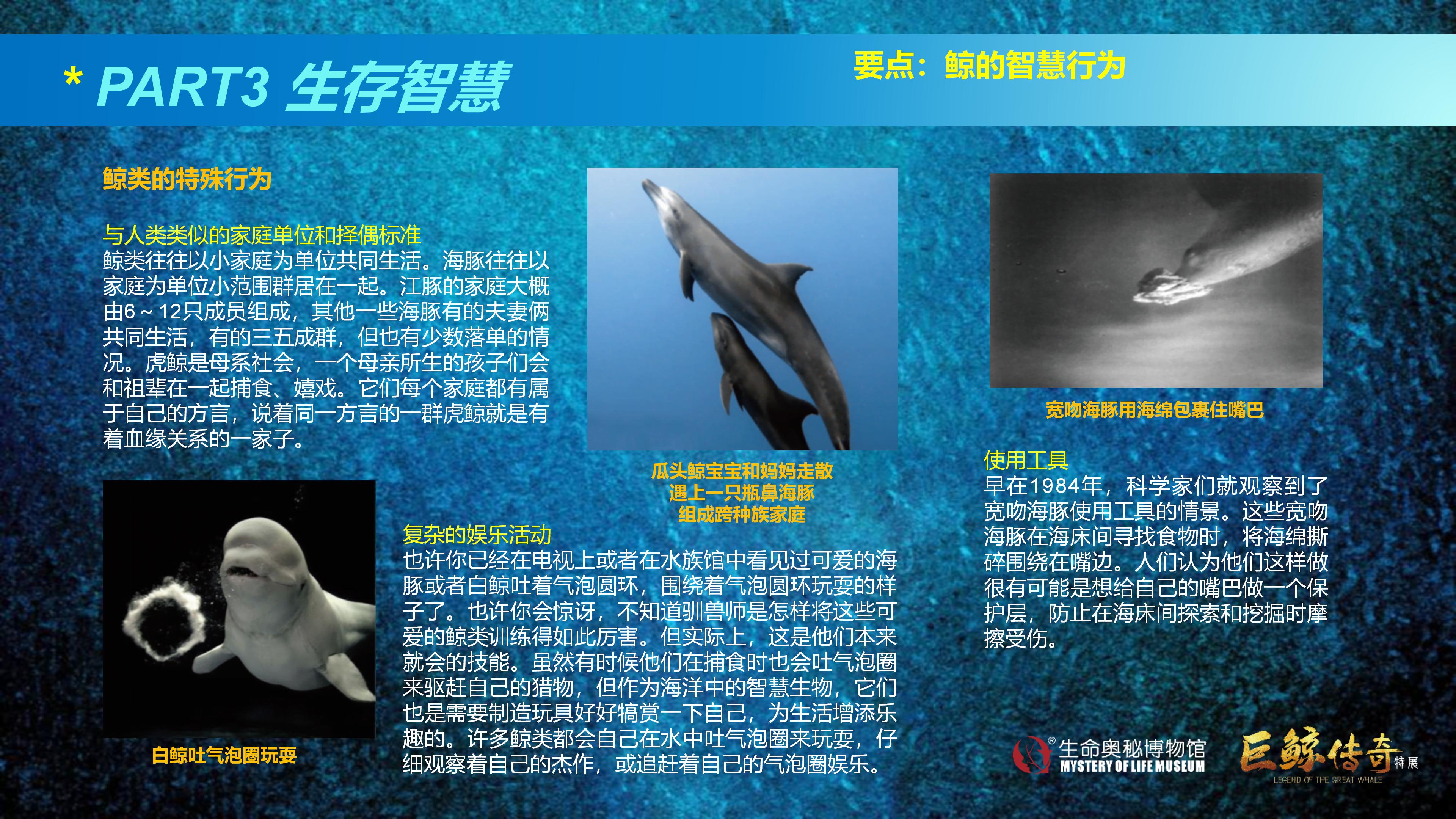 巨鲸传奇展览推介资料2020.11.09_45.jpg