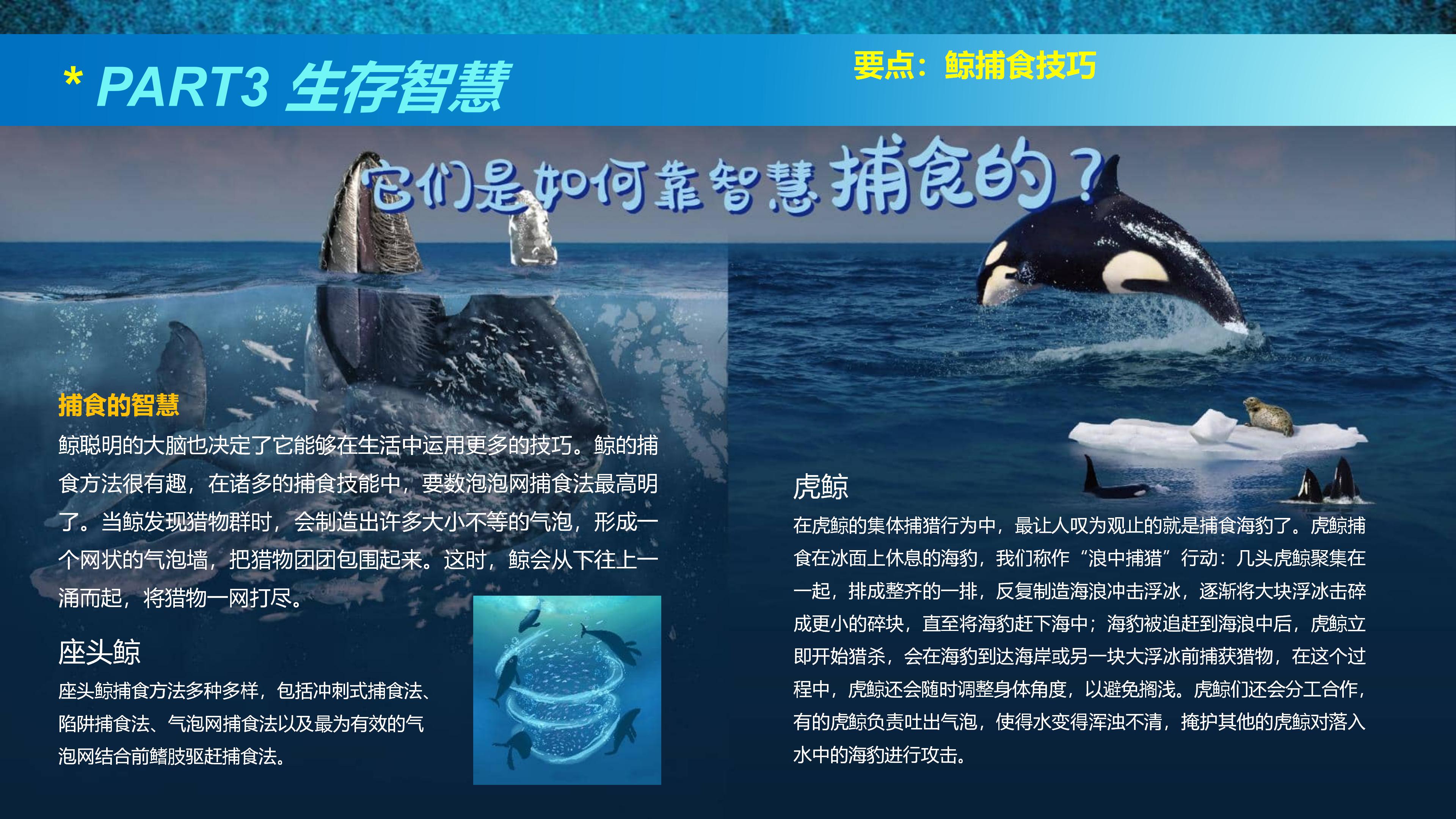 巨鲸传奇展览推介资料2020.11.09_42.jpg