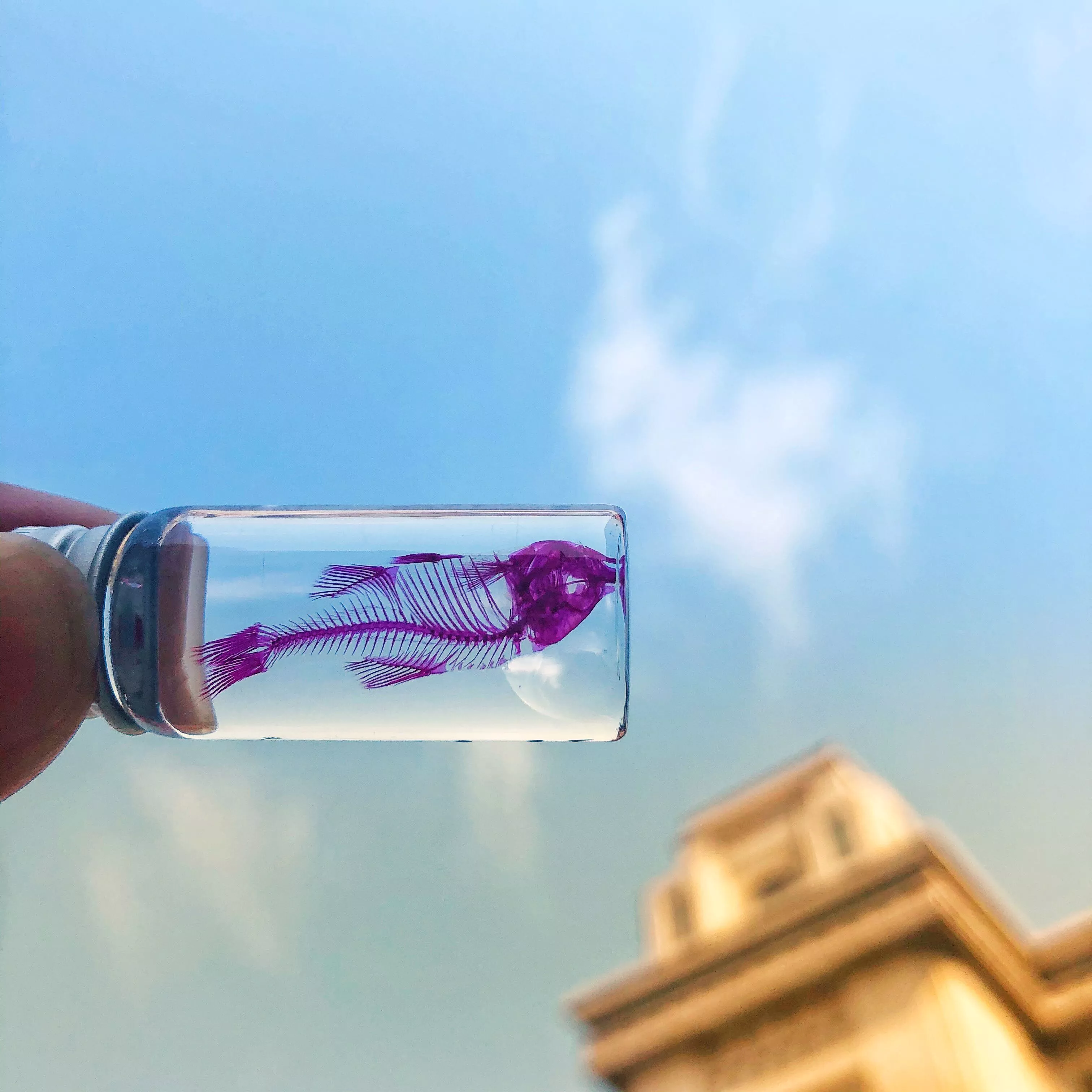 往后鱼生“感受生物的内部世界