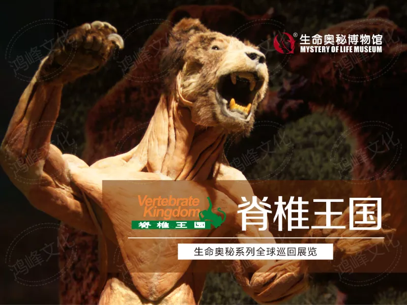 脊椎王国推介