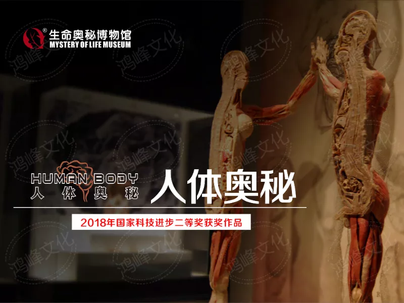 人体奥秘推介